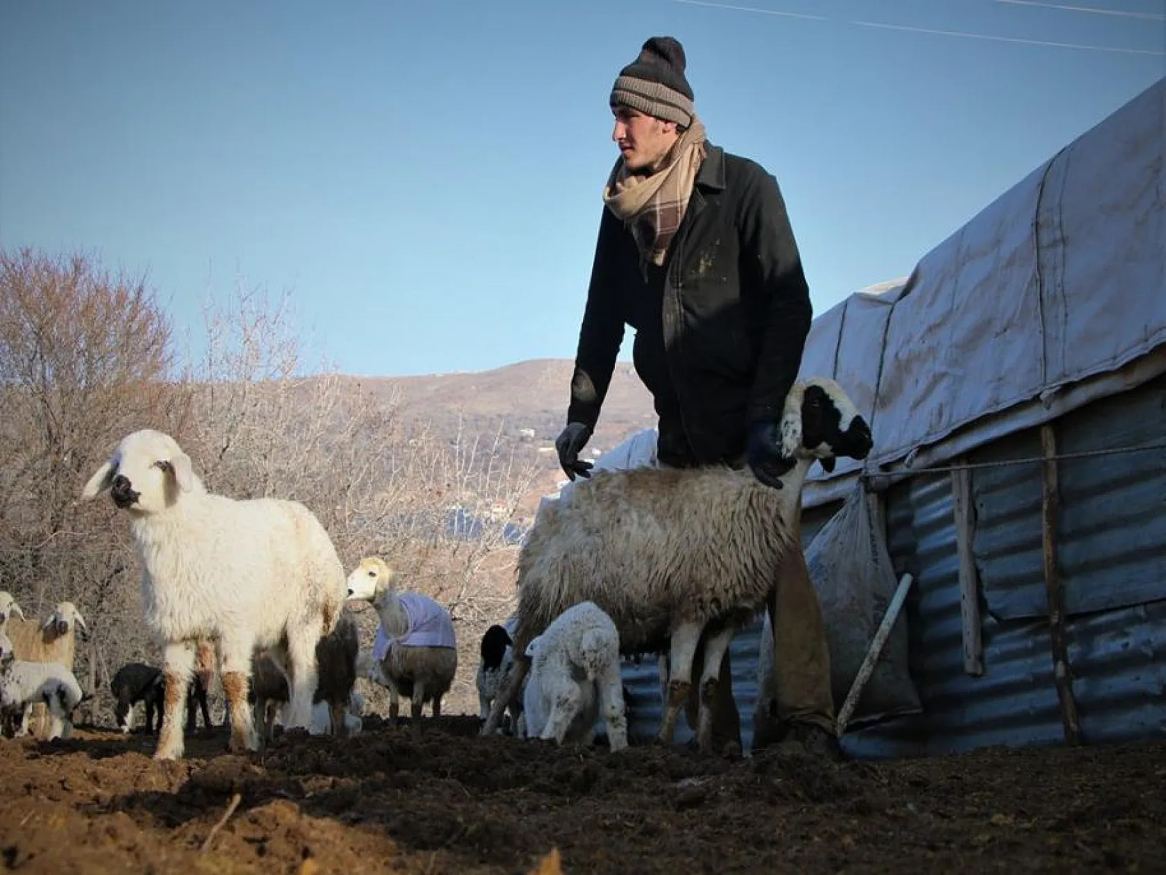 Kuzuların anneleri ile buluşması yürekleri ısıttı