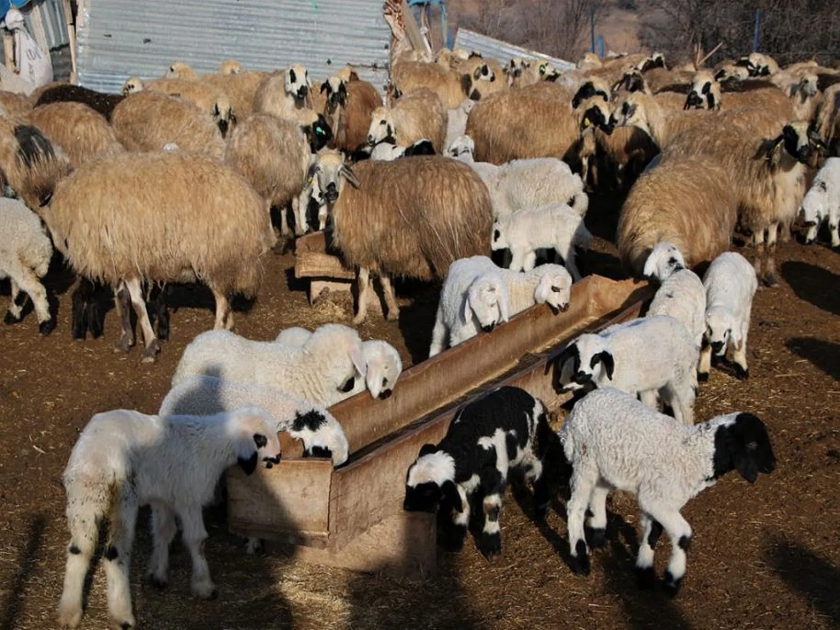 Kuzuların anneleri ile buluşması yürekleri ısıttı