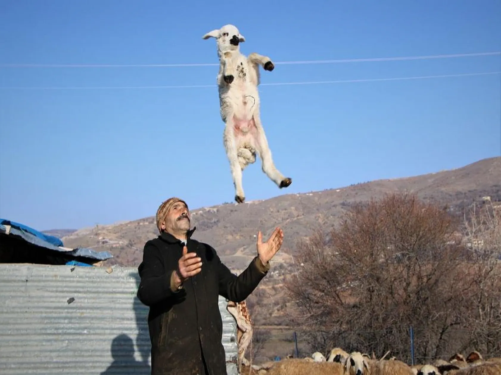 Kuzuların anneleri ile buluşması yürekleri ısıttı