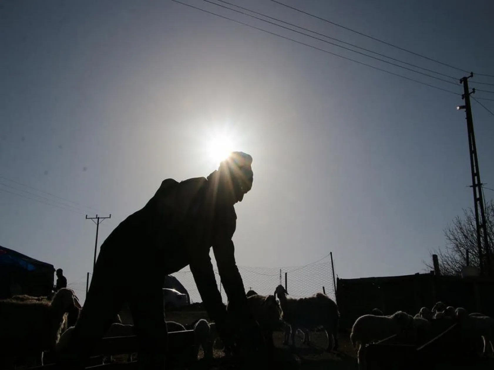 Kuzuların anneleri ile buluşması yürekleri ısıttı