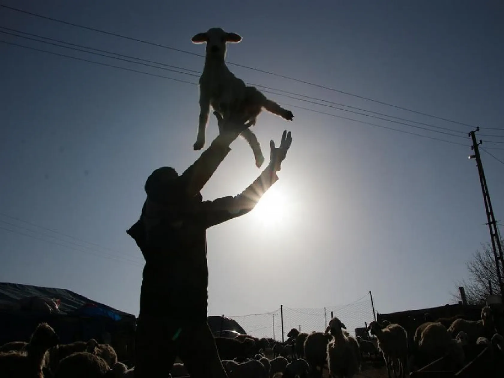 Kuzuların anneleri ile buluşması yürekleri ısıttı