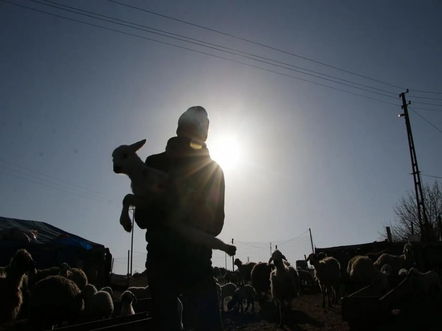 Kuzuların anneleri ile buluşması yürekleri ısıttı