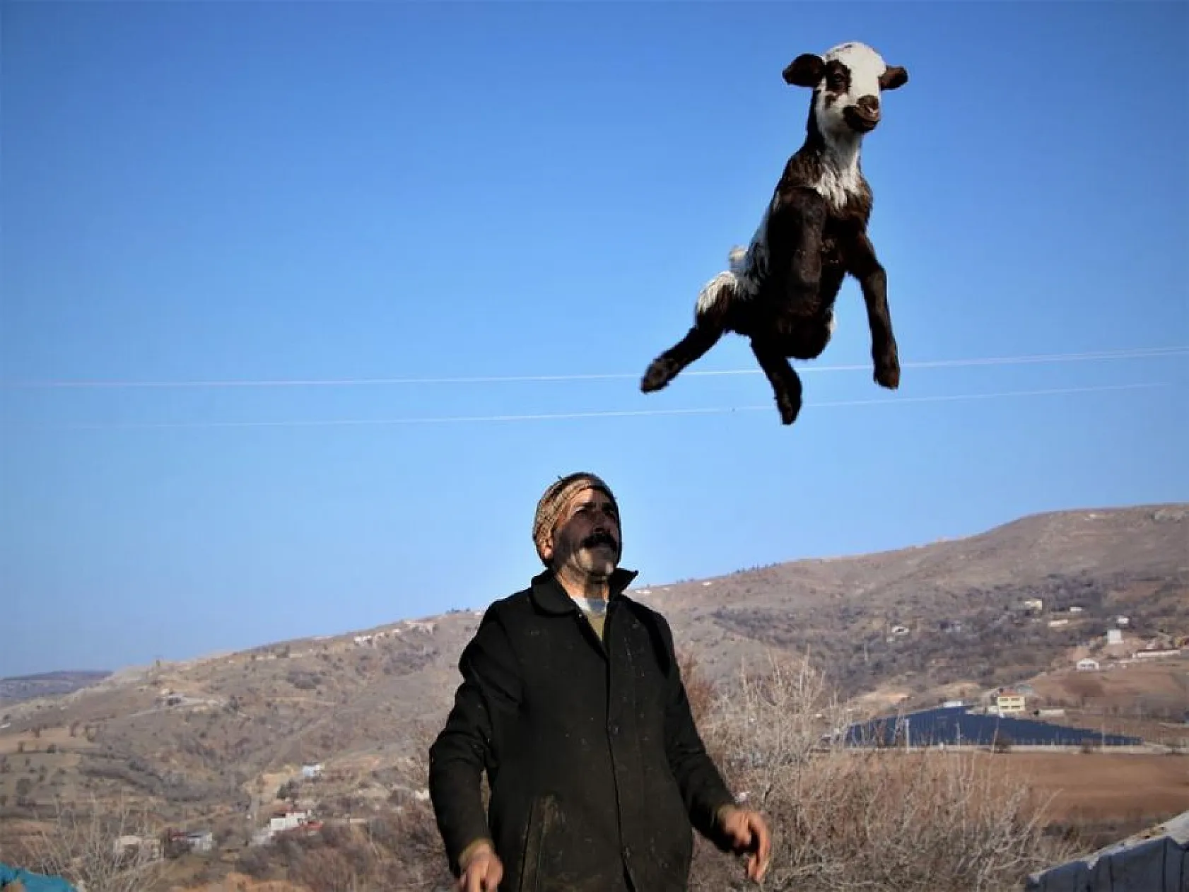 Kuzuların anneleri ile buluşması yürekleri ısıttı