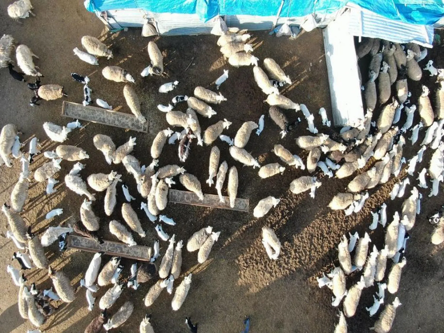 Kuzuların anneleri ile buluşması yürekleri ısıttı