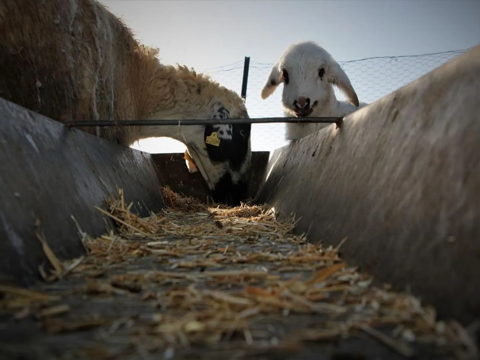 Kuzuların anneleri ile buluşması yürekleri ısıttı