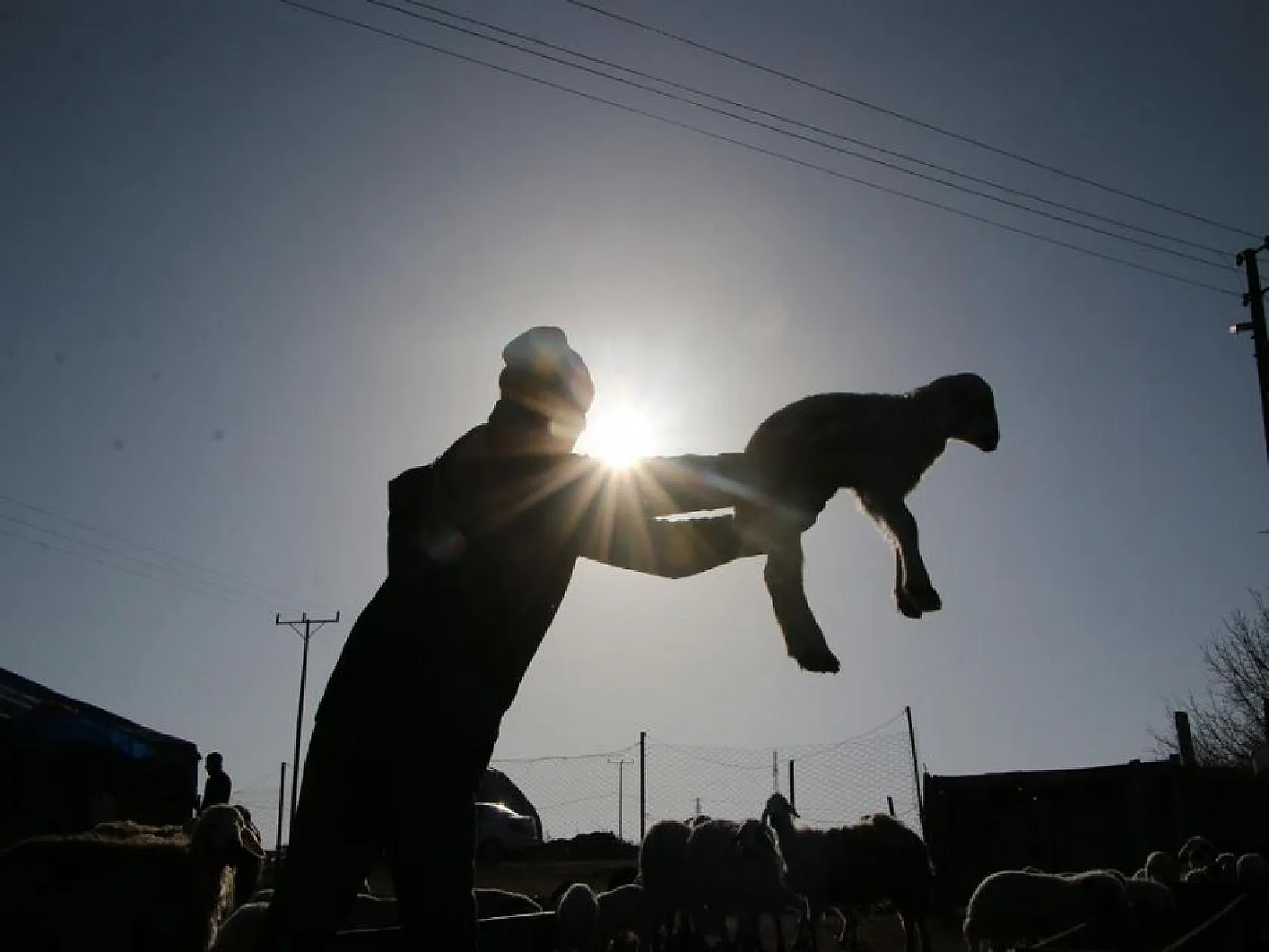 Kuzuların anneleri ile buluşması yürekleri ısıttı