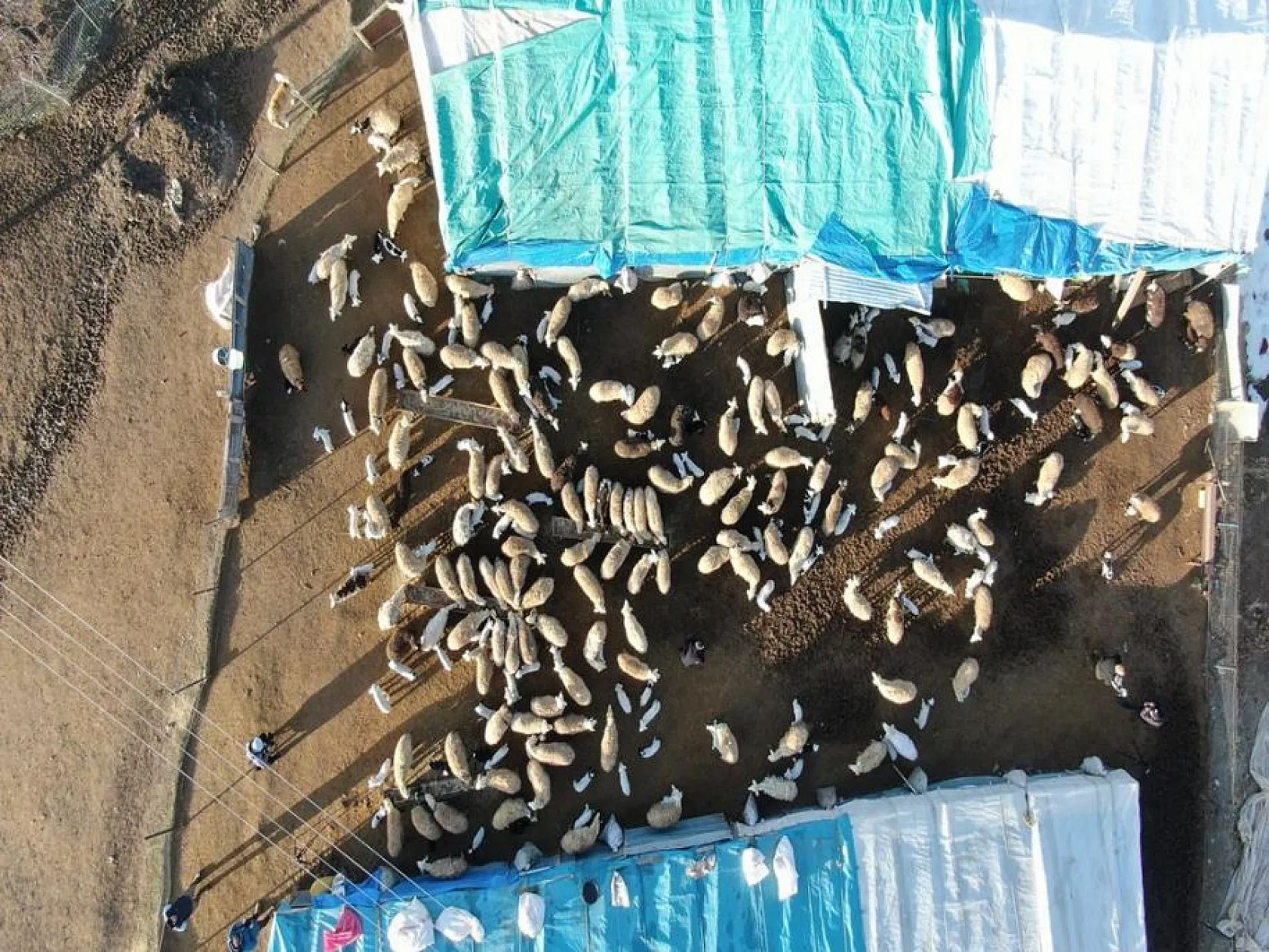 Kuzuların anneleri ile buluşması yürekleri ısıttı