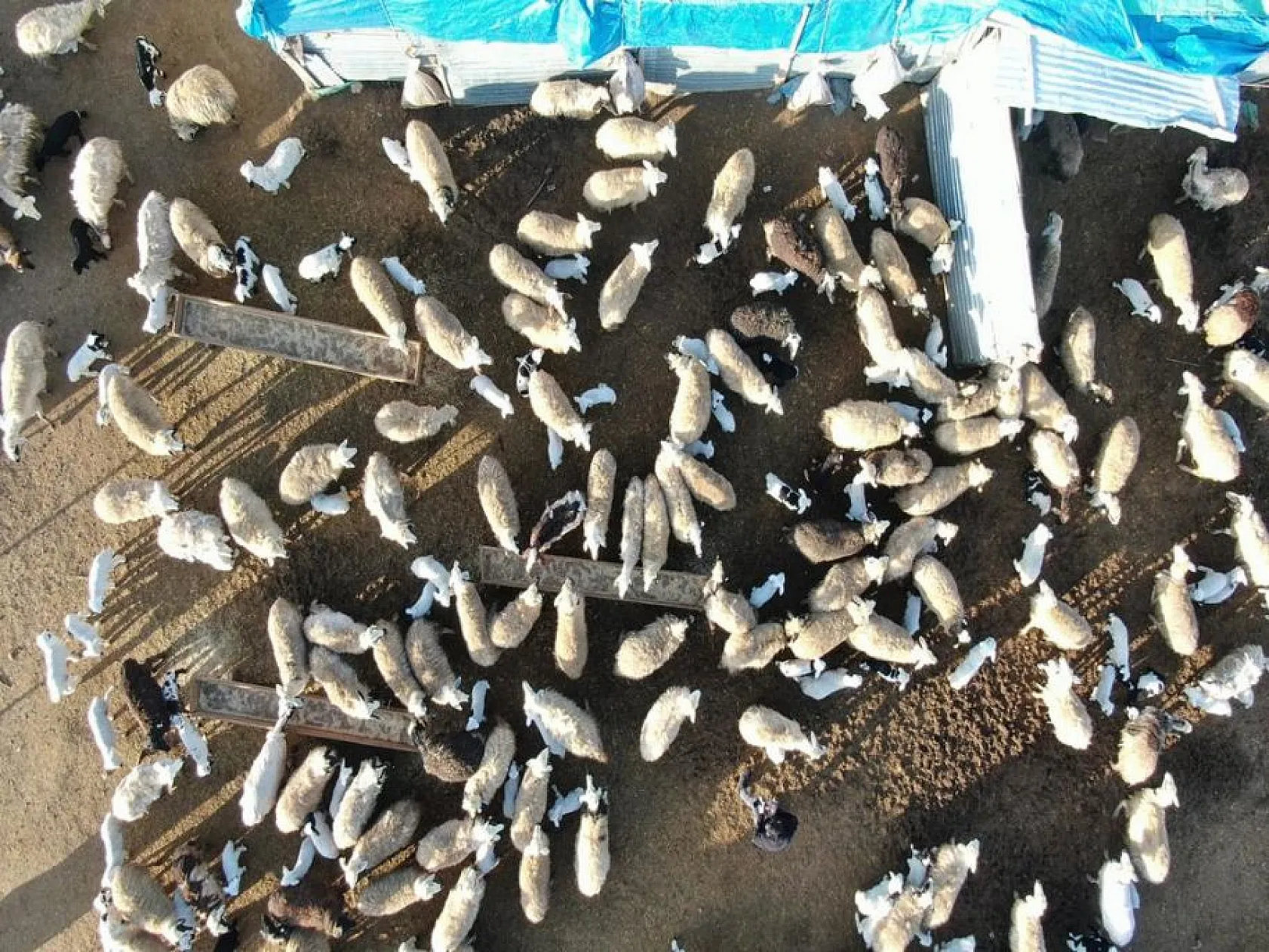 Kuzuların anneleri ile buluşması yürekleri ısıttı