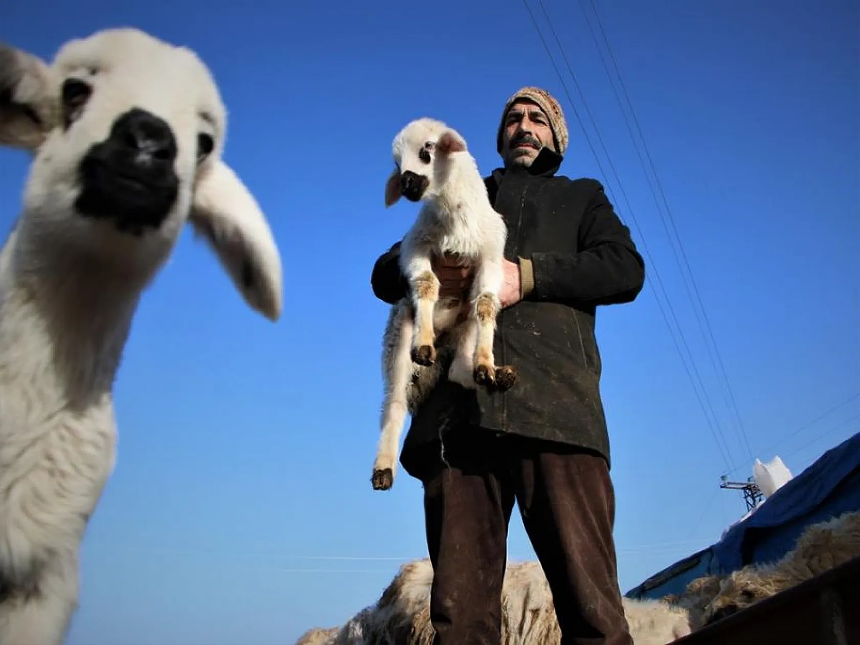 Kuzuların anneleri ile buluşması yürekleri ısıttı