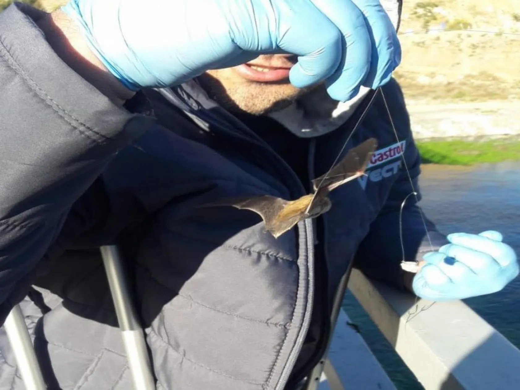 Oltaya balık yerine yarasa takıldı, görenler şaşkına döndü