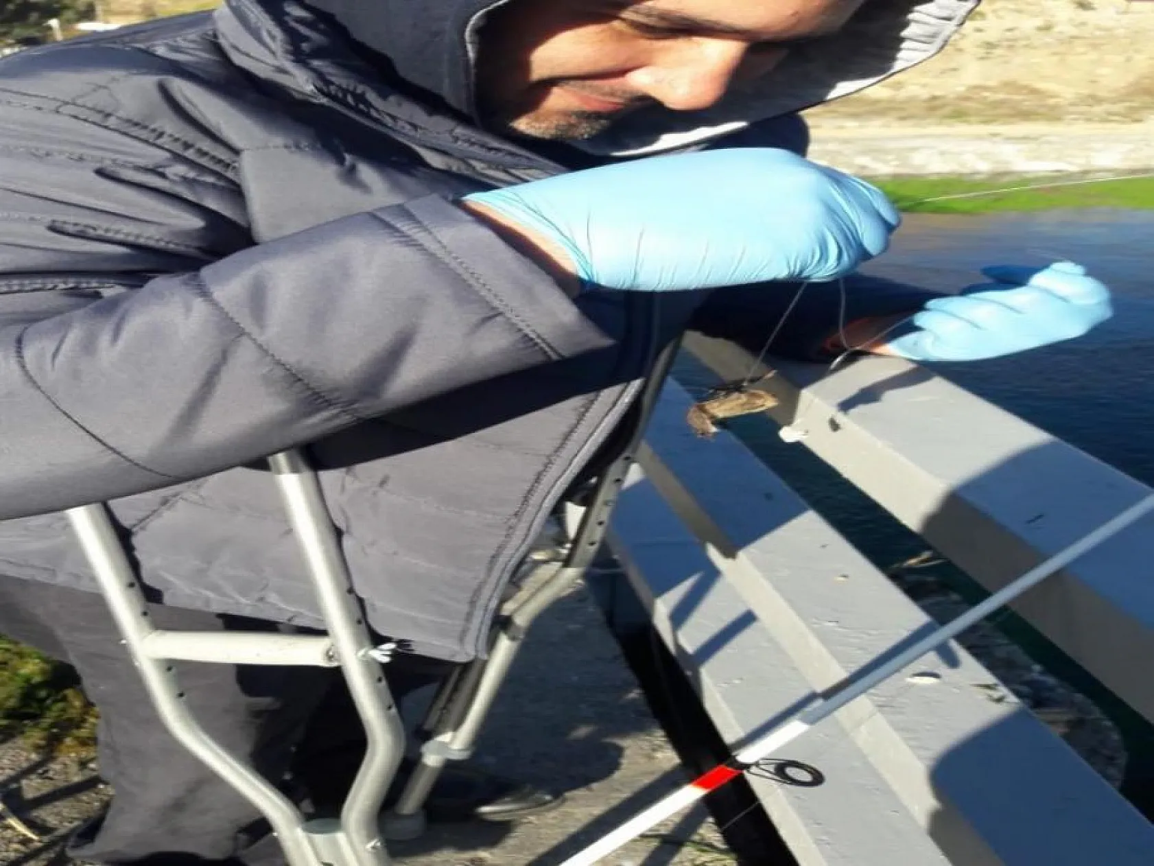 Oltaya balık yerine yarasa takıldı, görenler şaşkına döndü