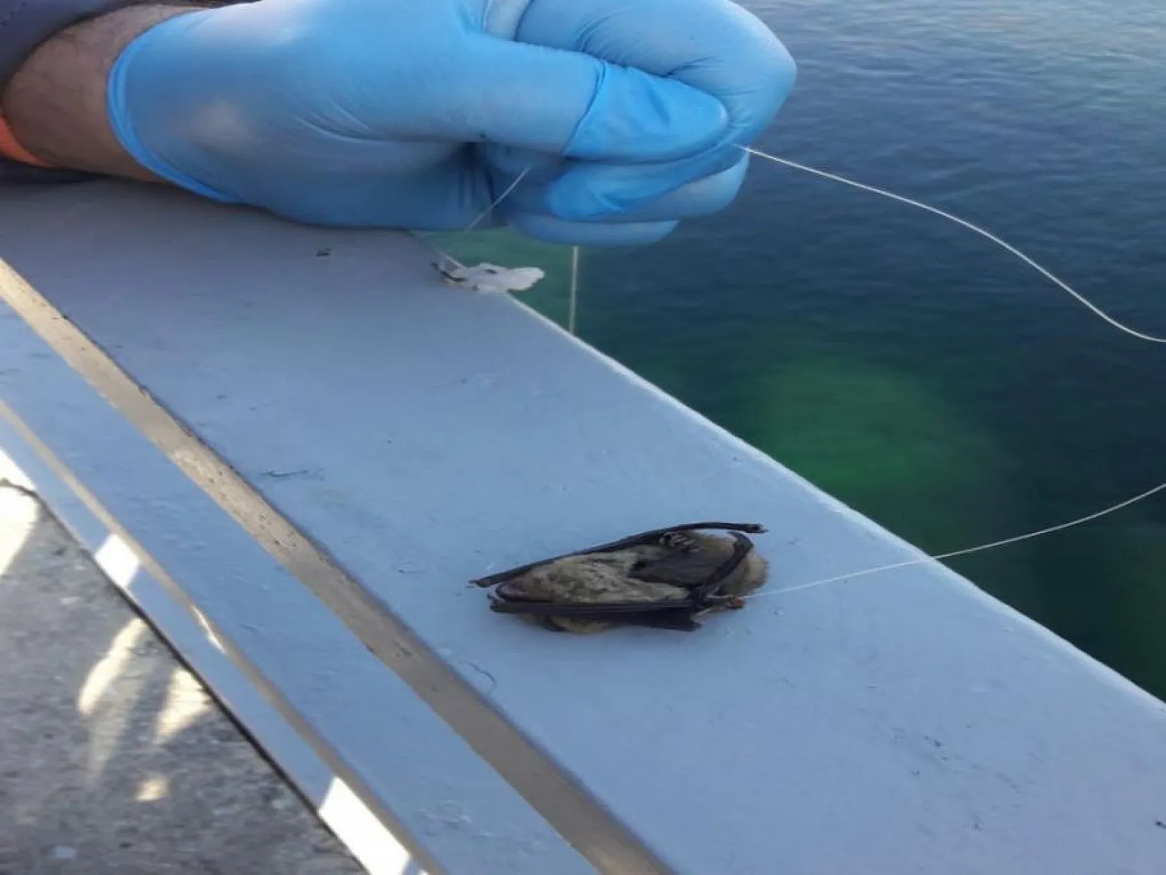 Oltaya balık yerine yarasa takıldı, görenler şaşkına döndü