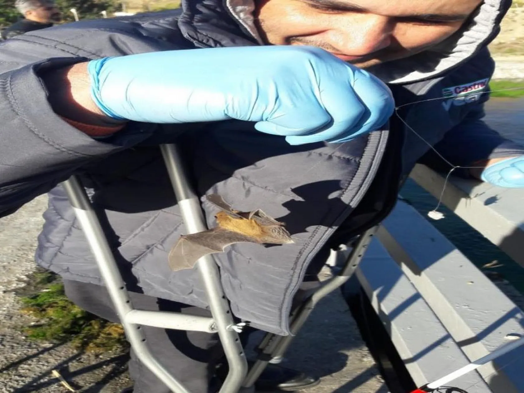 Oltaya balık yerine yarasa takıldı, görenler şaşkına döndü