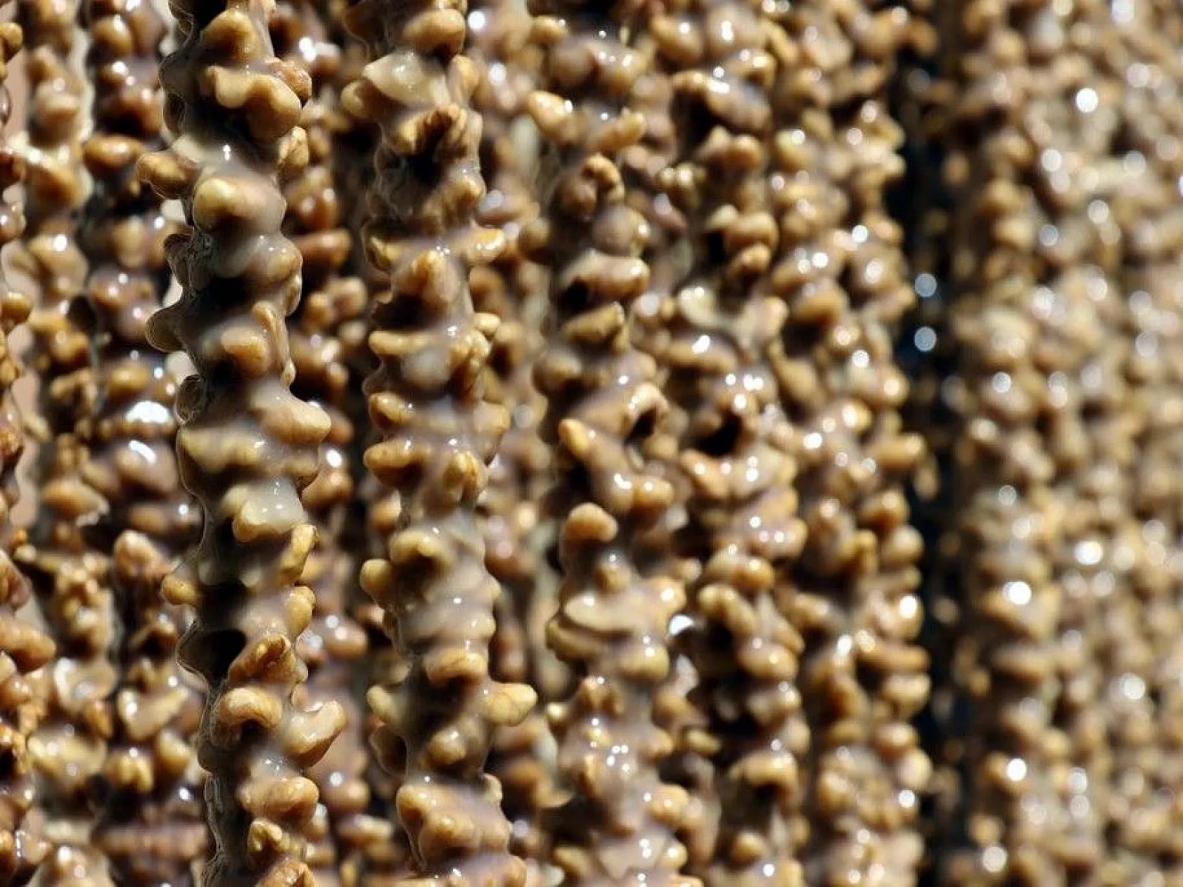 Elazığ'da kazanlar 'orcik' yapımı için kaynıyor