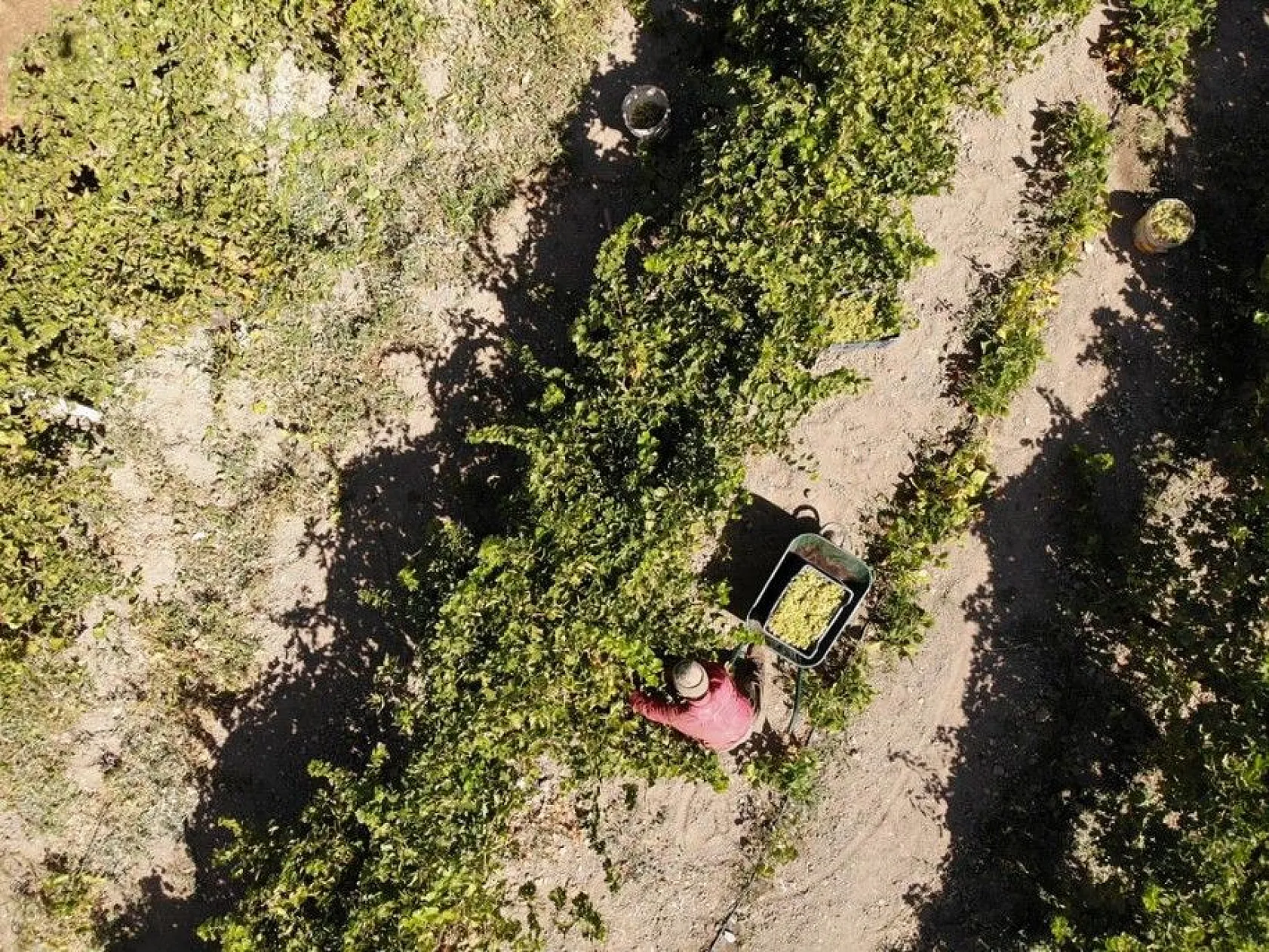 Elazığ'da kazanlar 'orcik' yapımı için kaynıyor