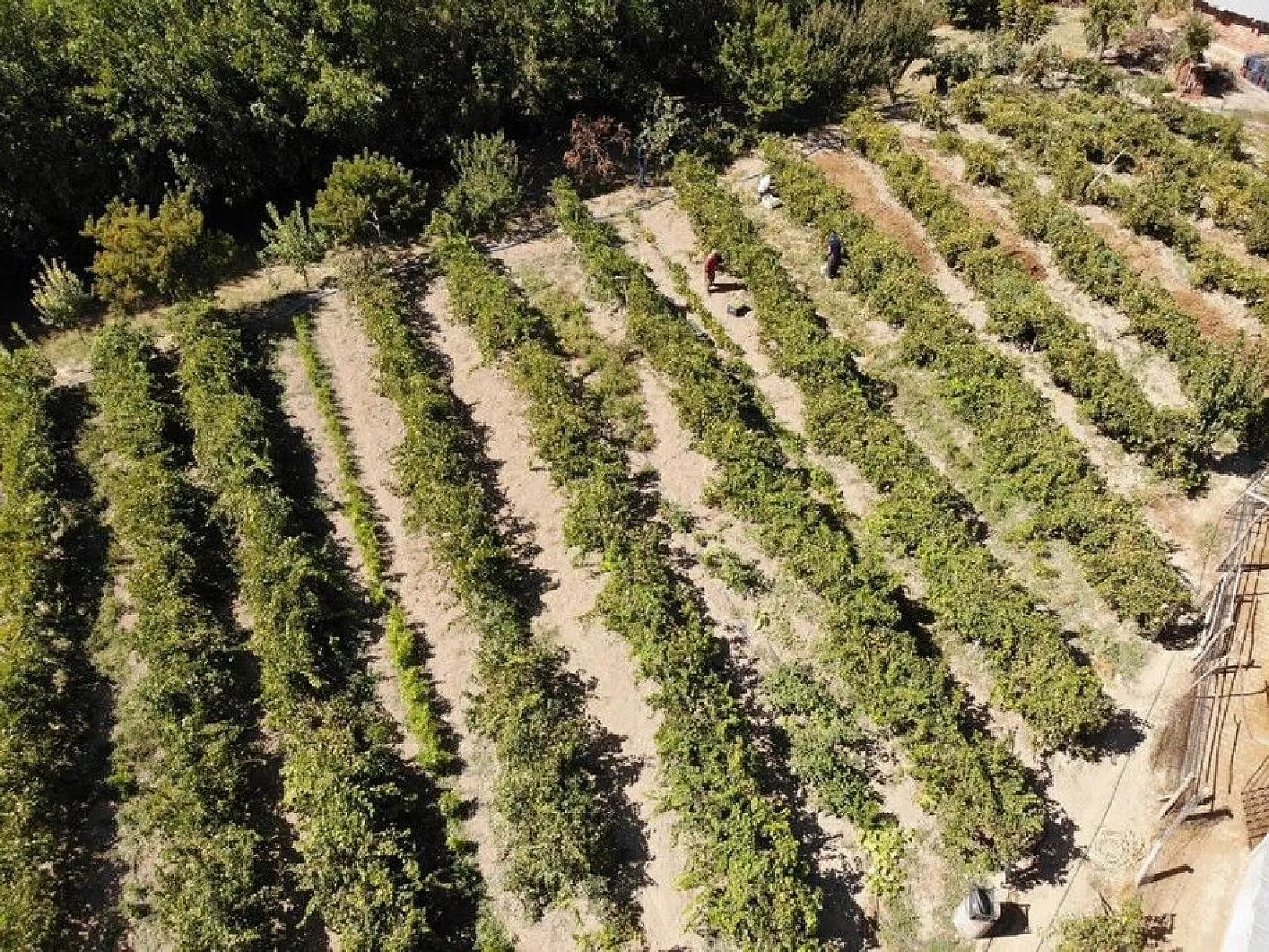 Elazığ'da kazanlar 'orcik' yapımı için kaynıyor