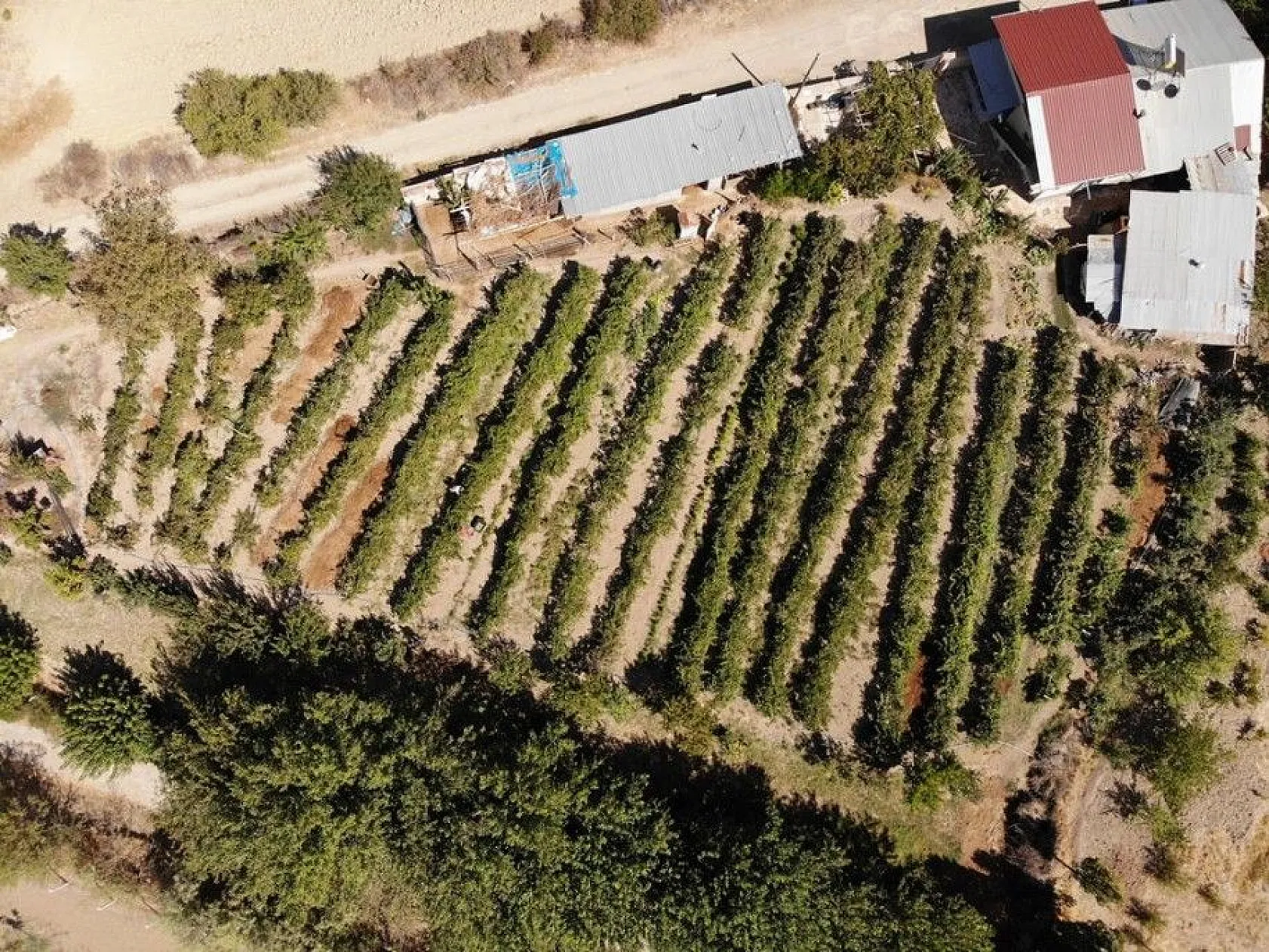 Elazığ'da kazanlar 'orcik' yapımı için kaynıyor