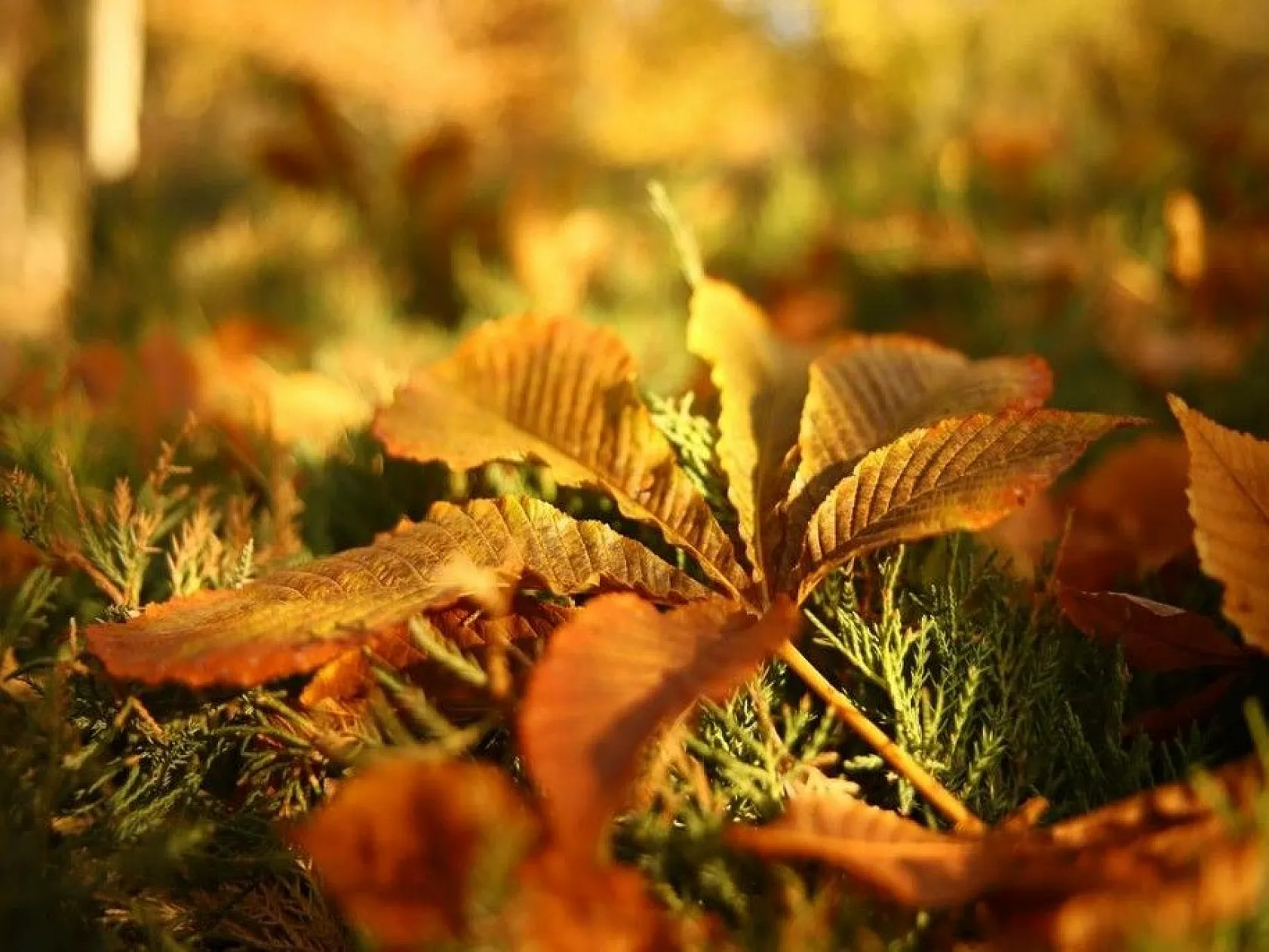 Elazığ'da sonbahar bir başka güzel