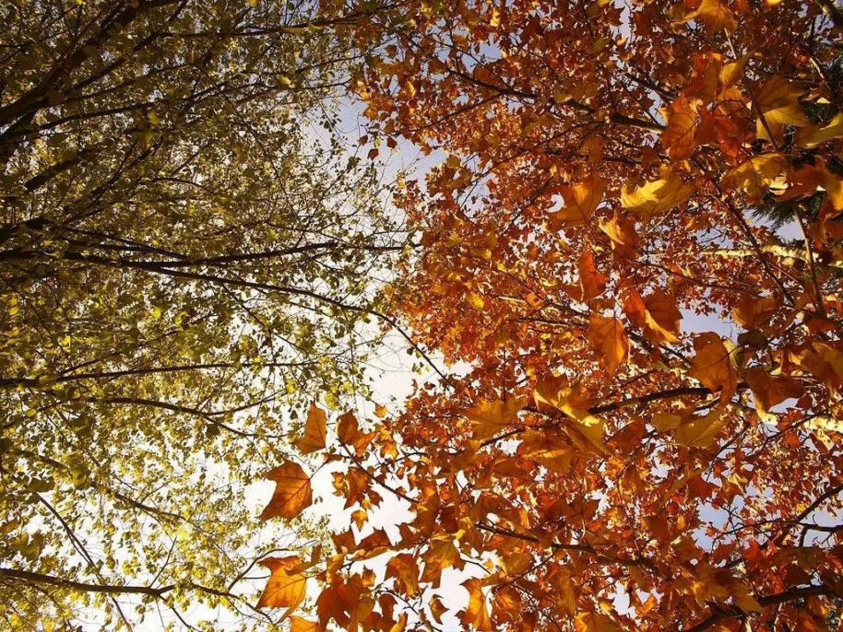 Elazığ'da sonbahar bir başka güzel