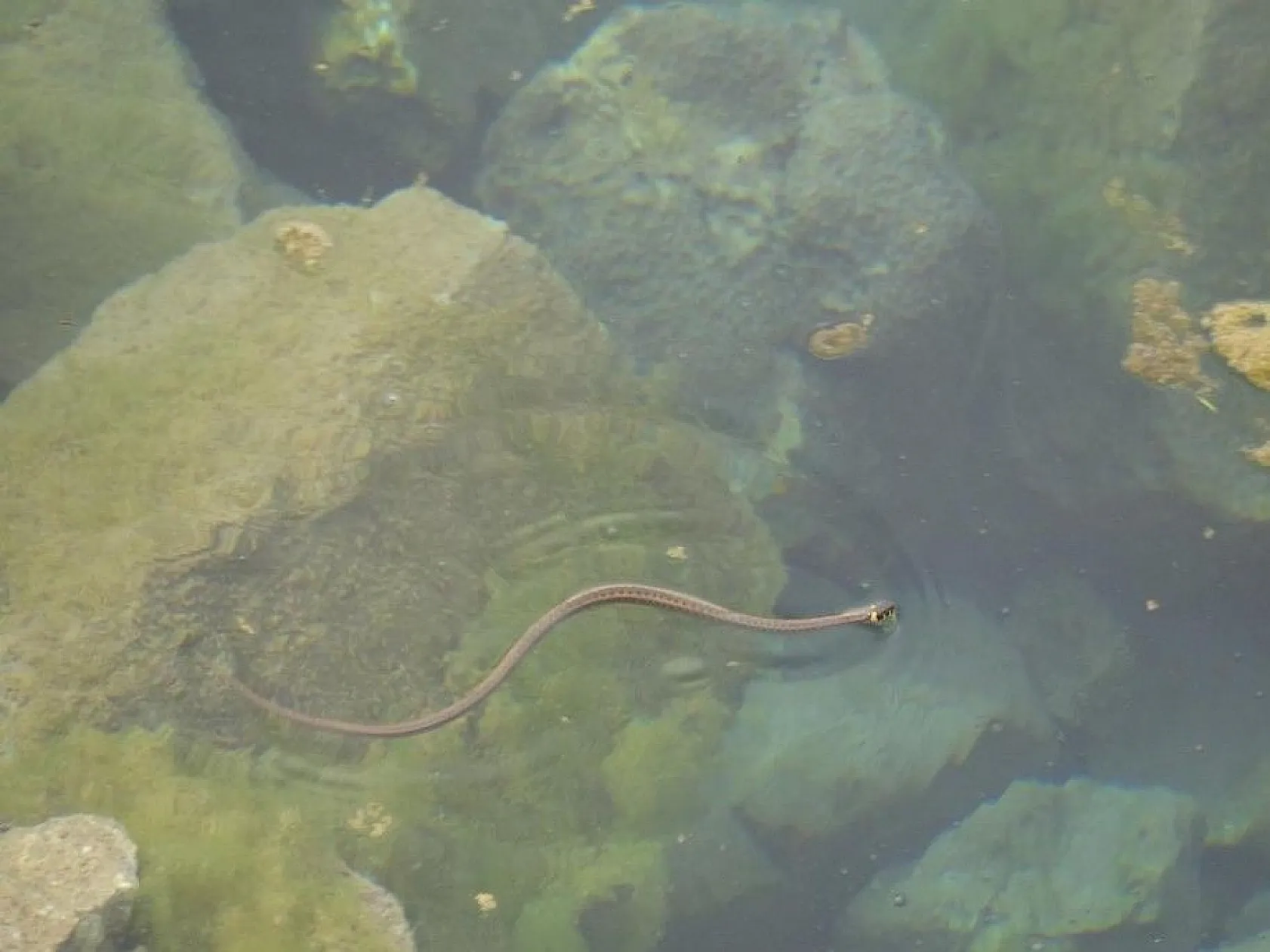 Sürü halinde güneşlenen yılanlar Brezilya'nın 'Yılan Adası'nı andırıyor