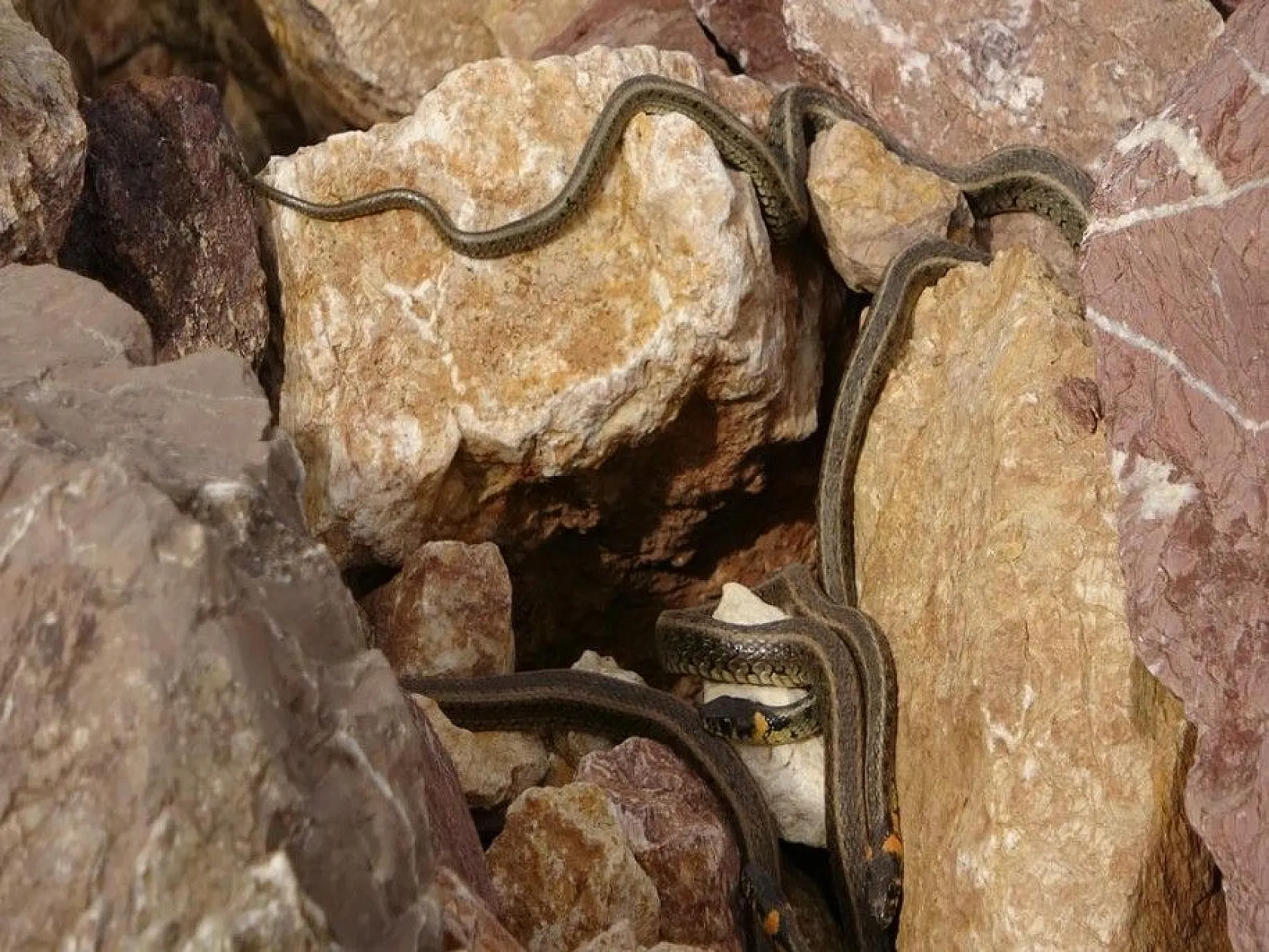 Sürü halinde güneşlenen yılanlar Brezilya'nın 'Yılan Adası'nı andırıyor