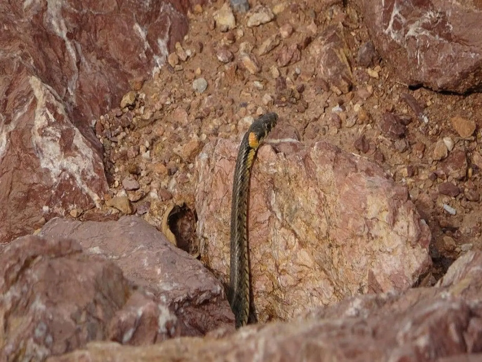 Sürü halinde güneşlenen yılanlar Brezilya'nın 'Yılan Adası'nı andırıyor