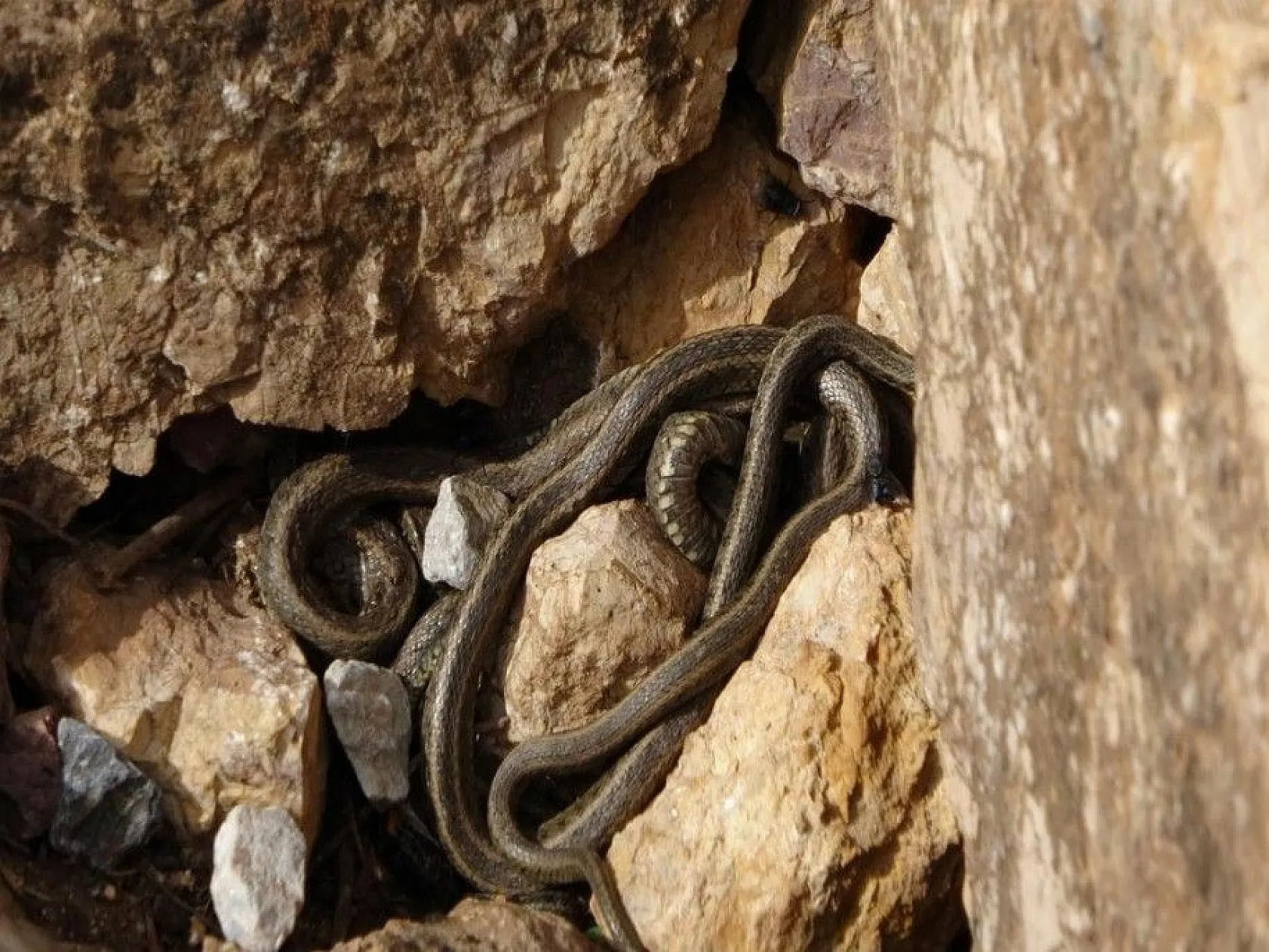 Sürü halinde güneşlenen yılanlar Brezilya'nın 'Yılan Adası'nı andırıyor