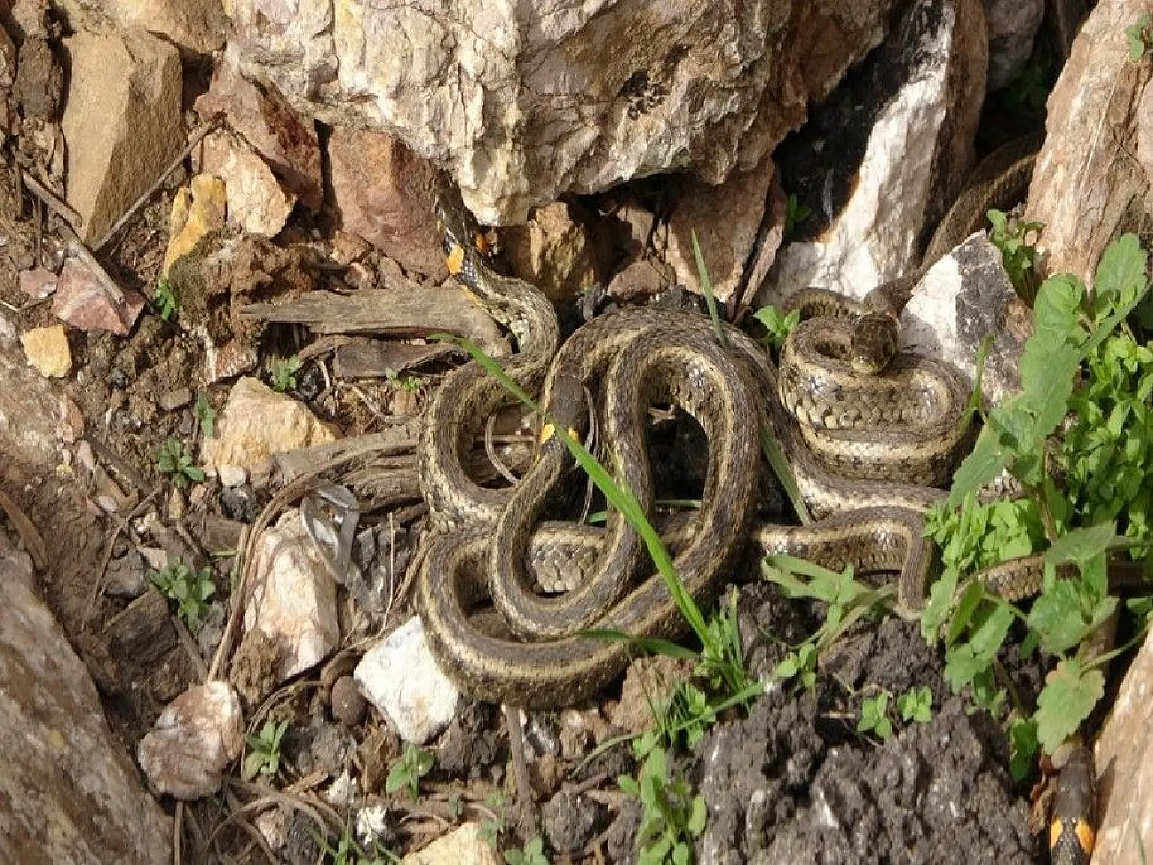 Sürü halinde güneşlenen yılanlar Brezilya'nın 'Yılan Adası'nı andırıyor