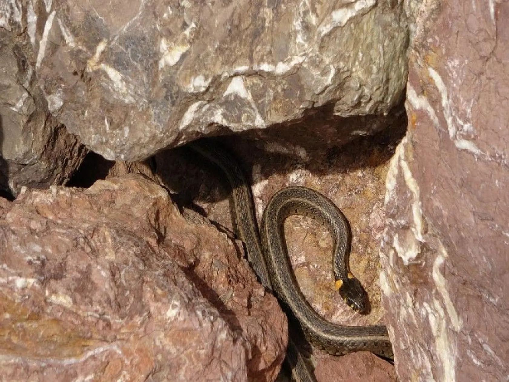 Sürü halinde güneşlenen yılanlar Brezilya'nın 'Yılan Adası'nı andırıyor