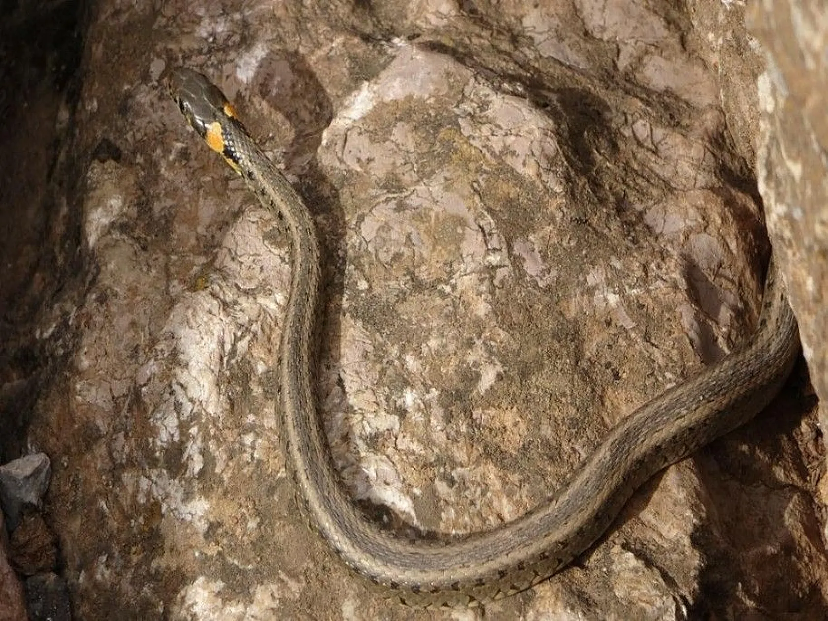 Sürü halinde güneşlenen yılanlar Brezilya'nın 'Yılan Adası'nı andırıyor