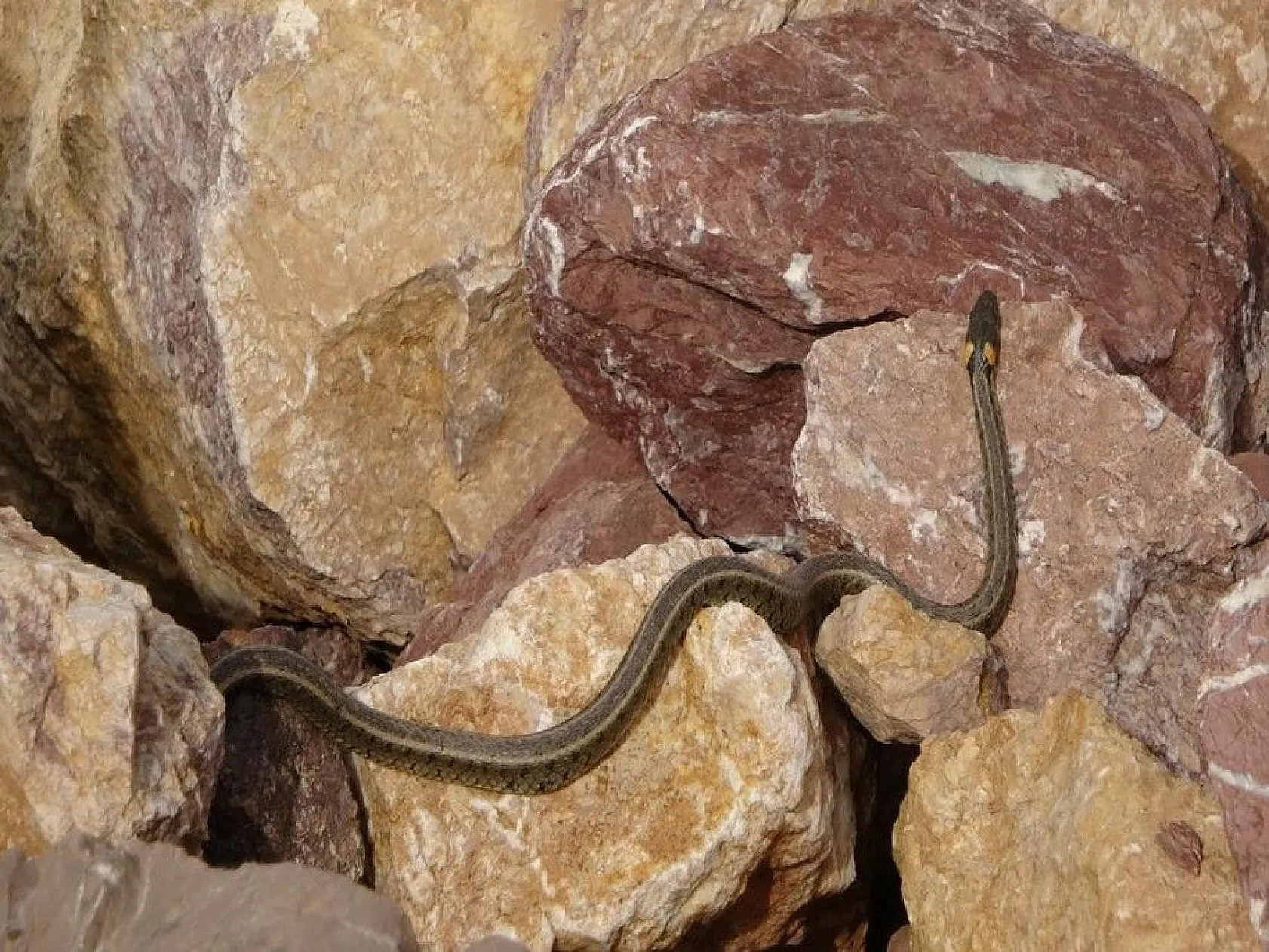 Sürü halinde güneşlenen yılanlar Brezilya'nın 'Yılan Adası'nı andırıyor