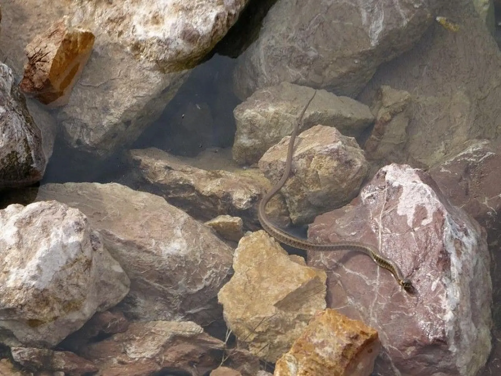 Sürü halinde güneşlenen yılanlar Brezilya'nın 'Yılan Adası'nı andırıyor