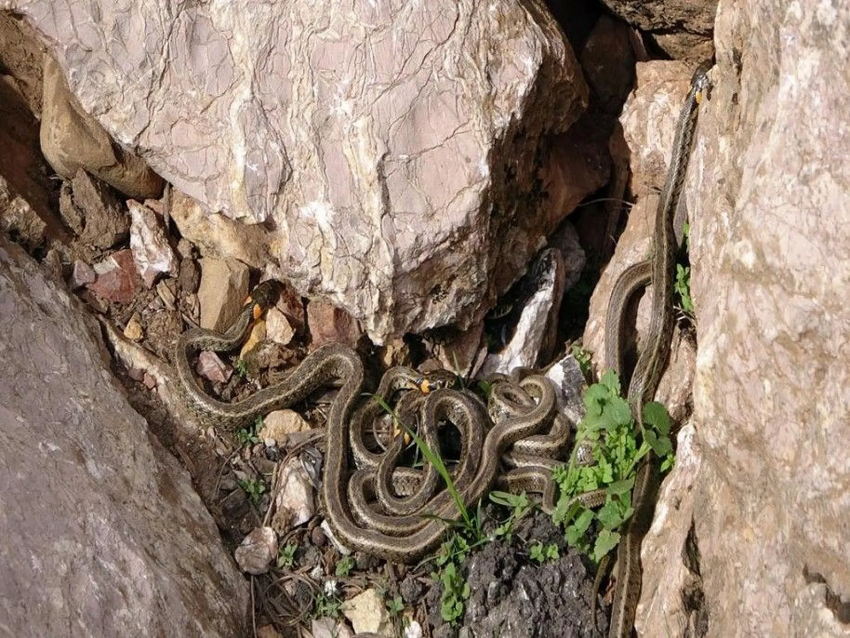 Sürü halinde güneşlenen yılanlar Brezilya'nın 'Yılan Adası'nı andırıyor