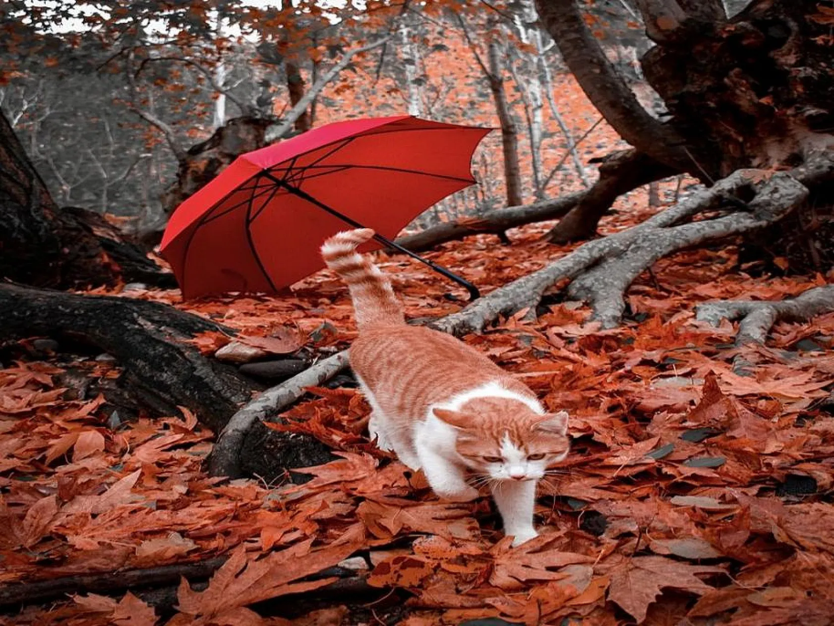 Mirvan Çayı, dört mevsim farklı güzelliğiyle göz kamaştırıyor