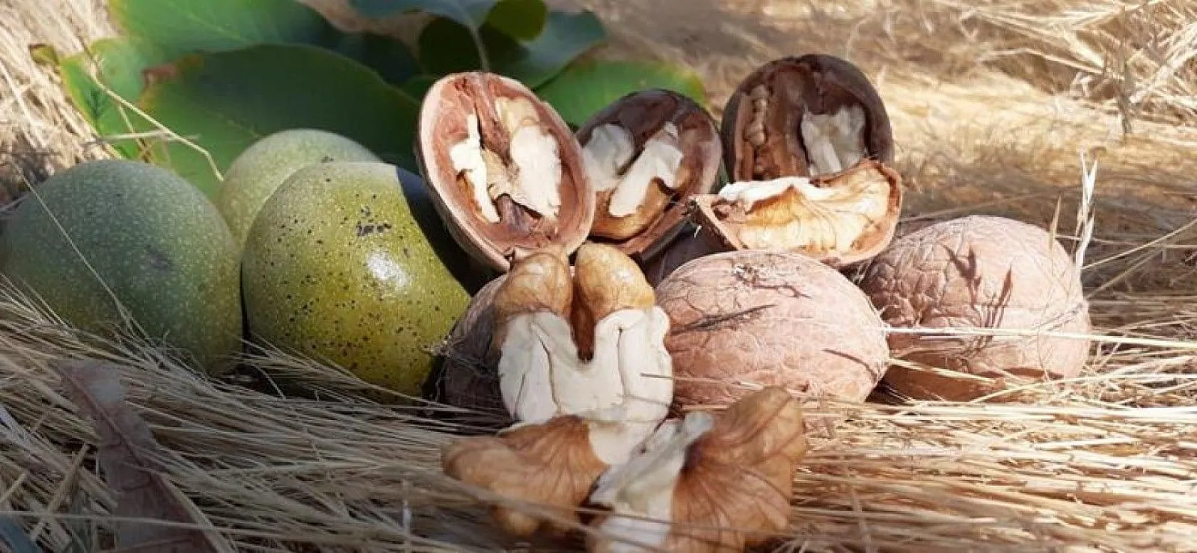 Elazığ'da ceviz üretimi yüzde 100 arttı, yıllık 4 bin tona yaklaştı