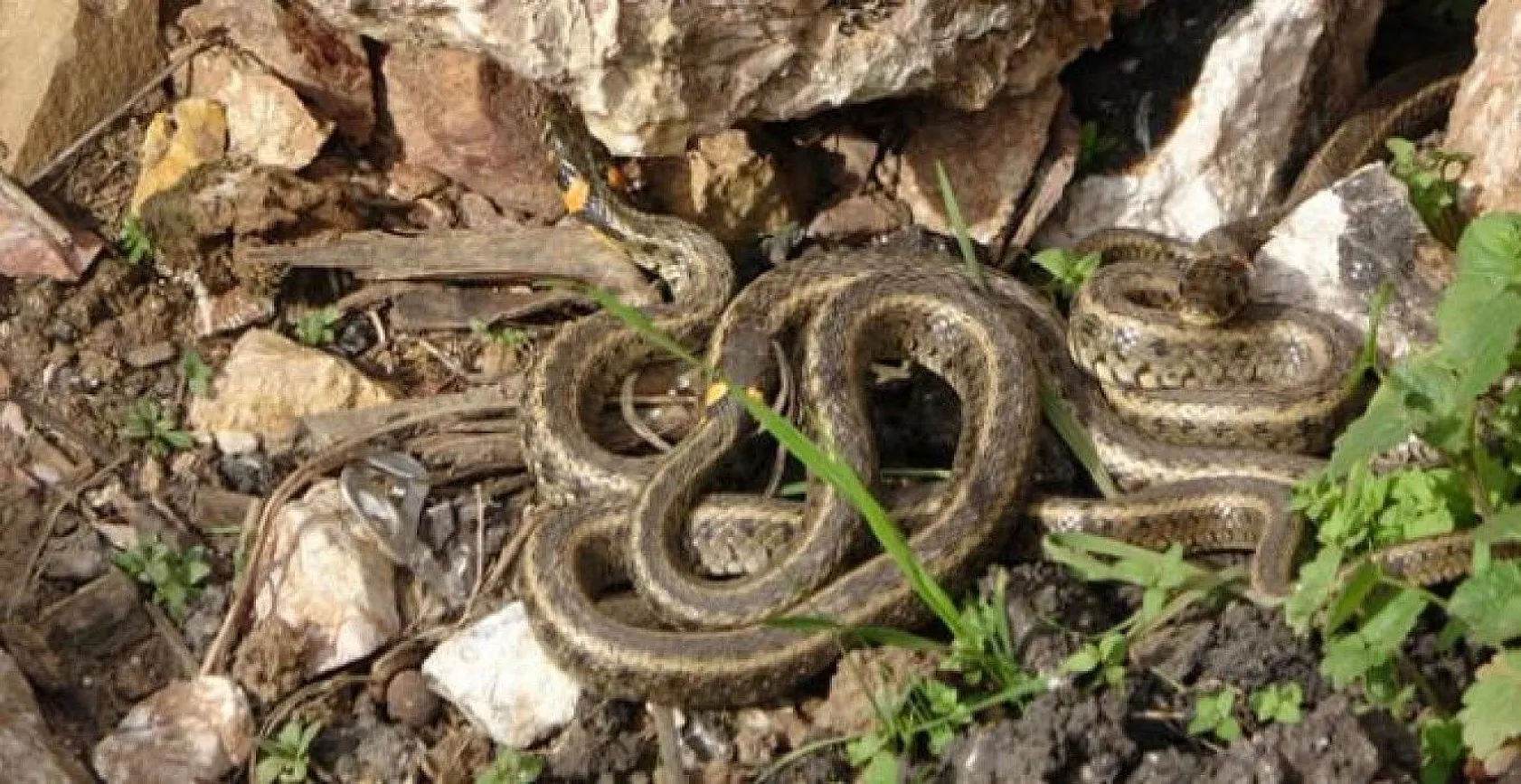 Sürü halinde güneşlenen yılanlar Brezilya'nın 'Yılan Adası'nı andırıyor