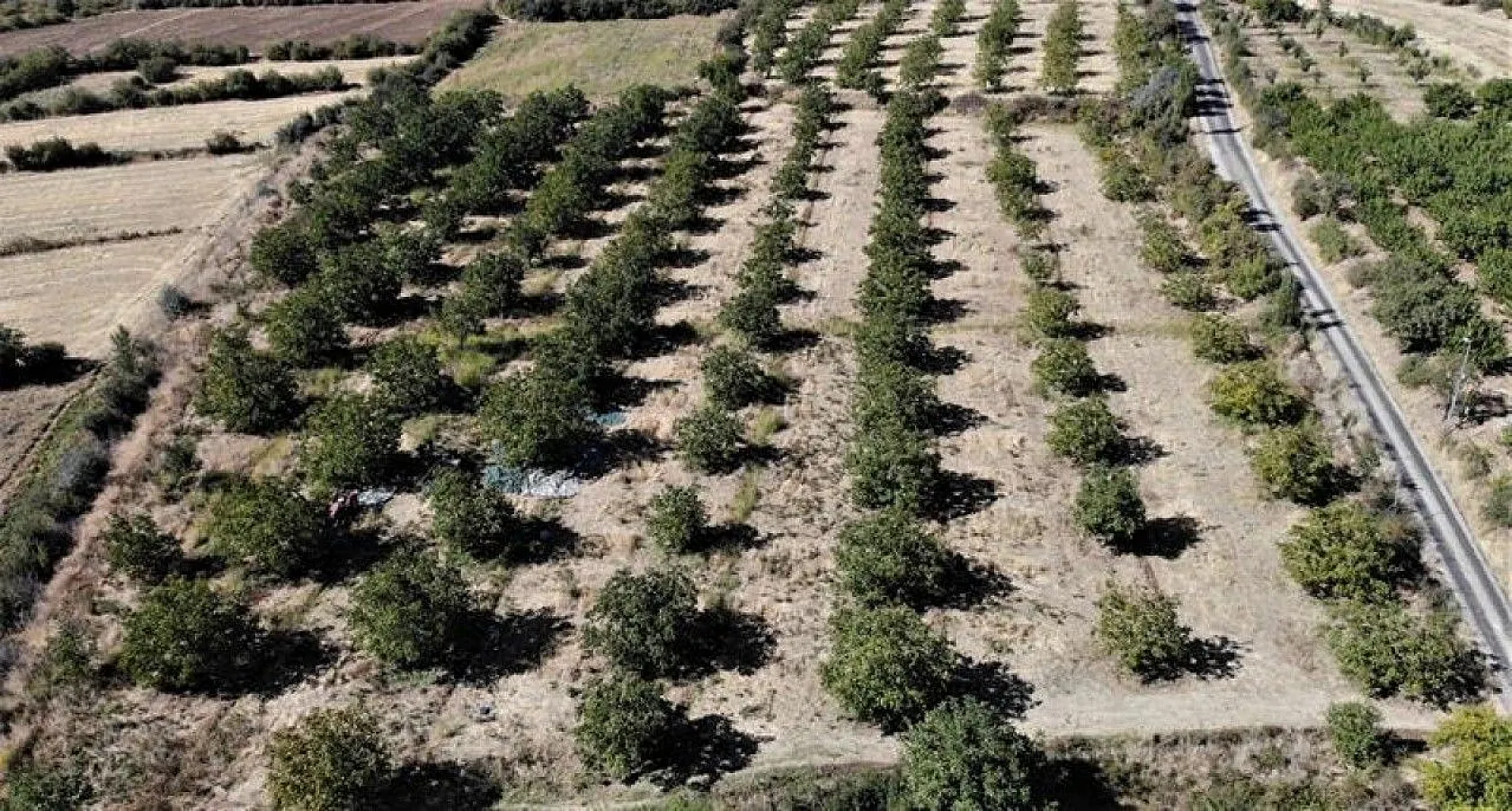 Elazığ'da ceviz üretimi yüzde 100 arttı, yıllık 4 bin tona yaklaştı