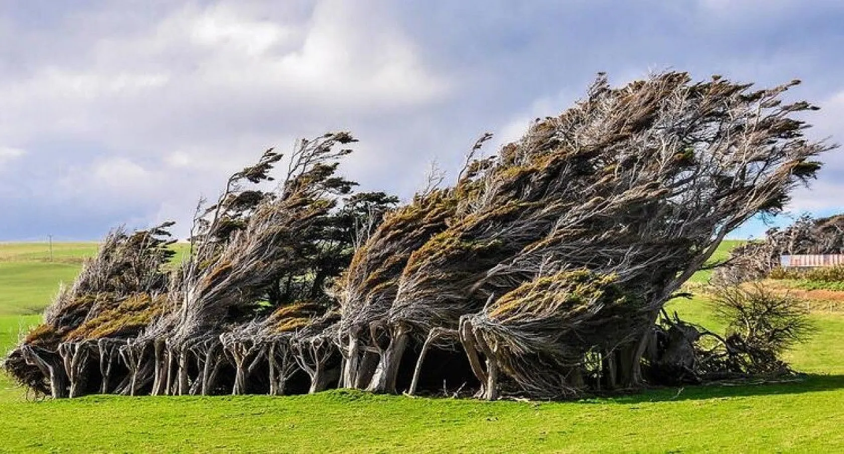 Bilim insanlarından ilginç bilgiler, 1939'da keşfedilmişti, sonunda sırrı çözüldü