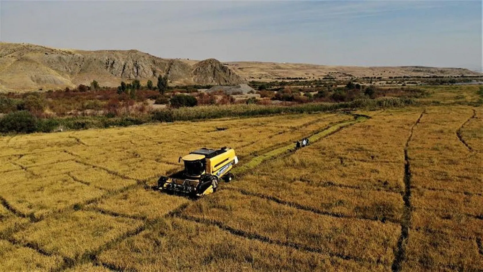 150 gün suyun içinde yetişen pirinçte hasat zamanı