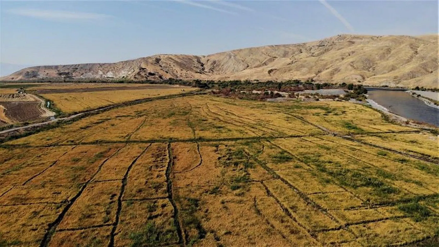 150 gün suyun içinde yetişen pirinçte hasat zamanı