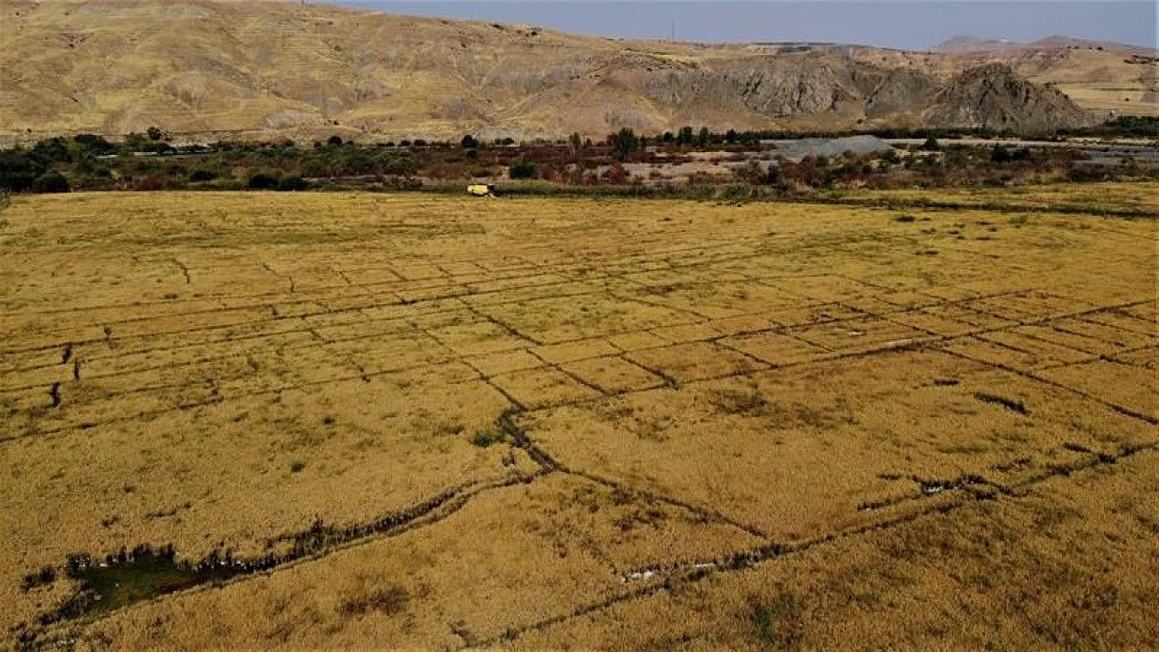 150 gün suyun içinde yetişen pirinçte hasat zamanı