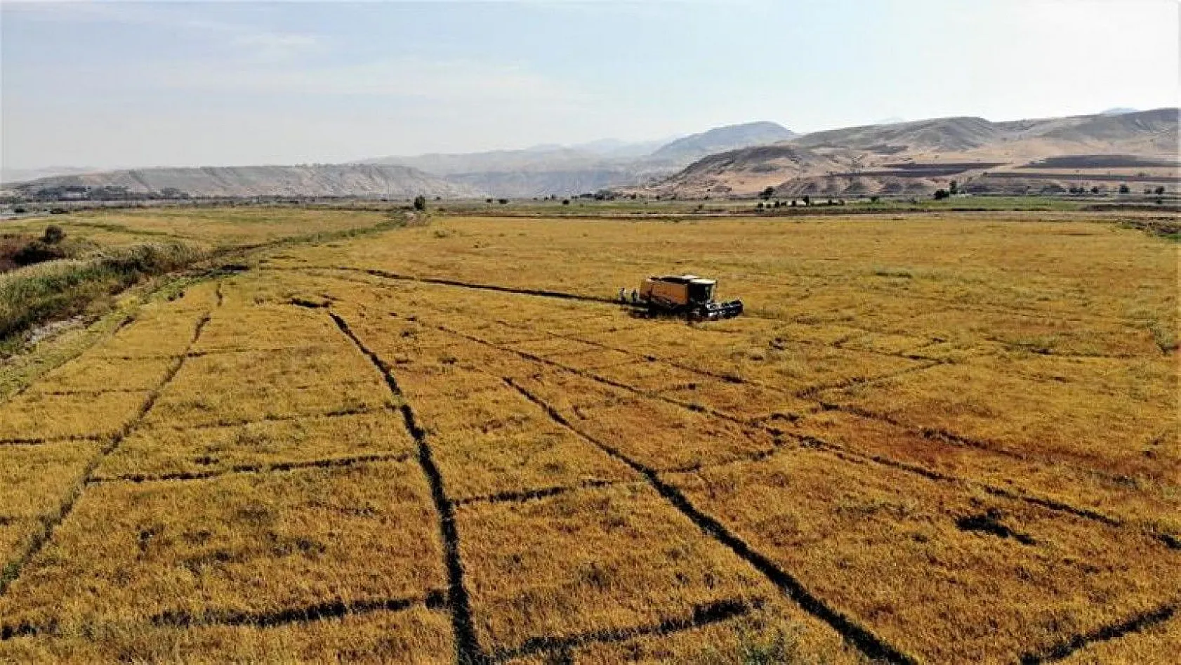 150 gün suyun içinde yetişen pirinçte hasat zamanı