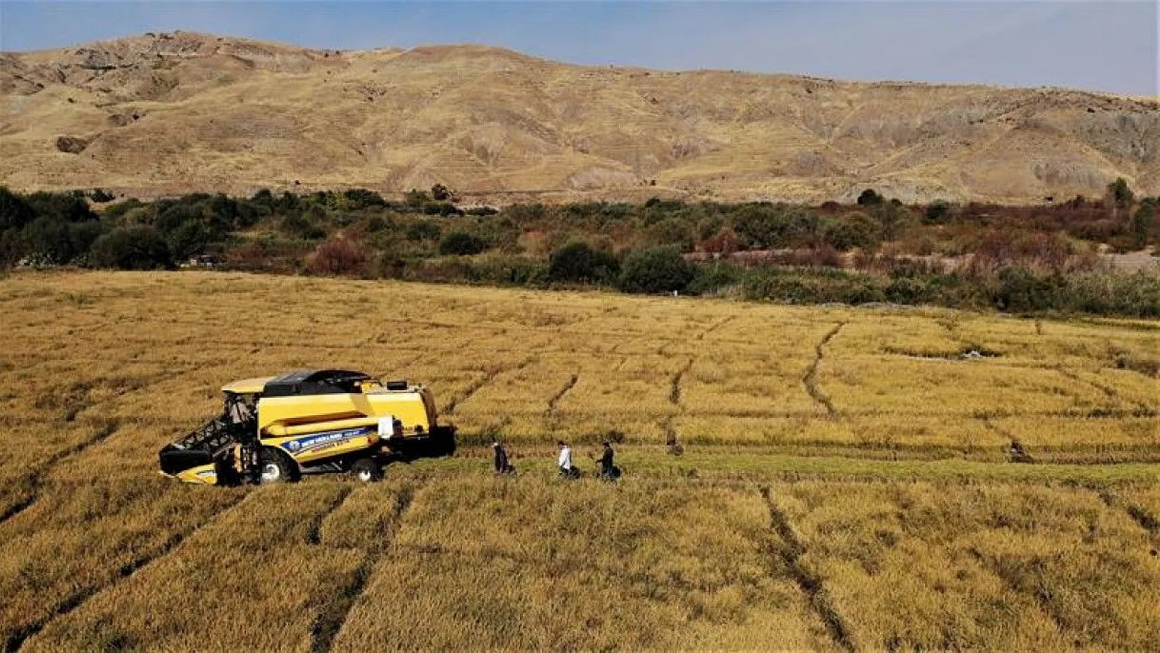 150 gün suyun içinde yetişen pirinçte hasat zamanı