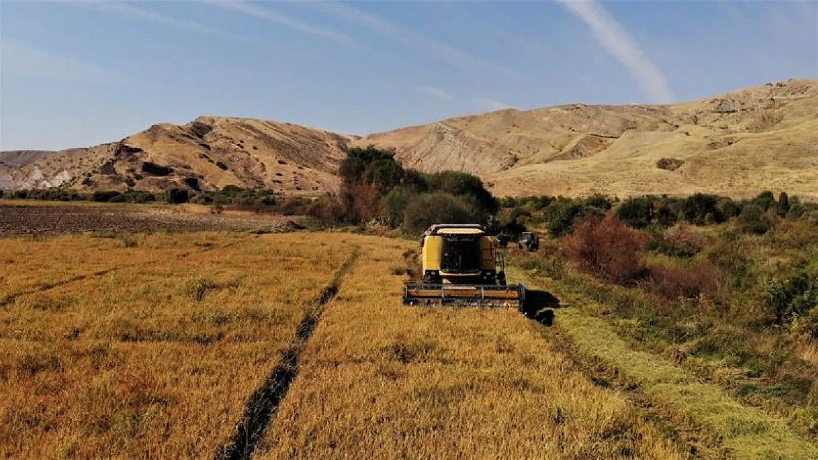 150 gün suyun içinde yetişen pirinçte hasat zamanı