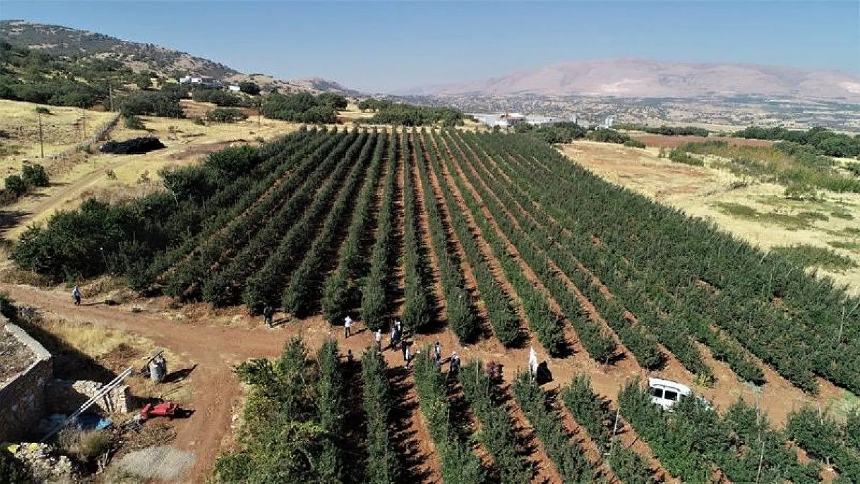 Bir çok tarım ürünü ile ön plana çıkan Elazığ'da, kırmızı elmanın hasadı başladı