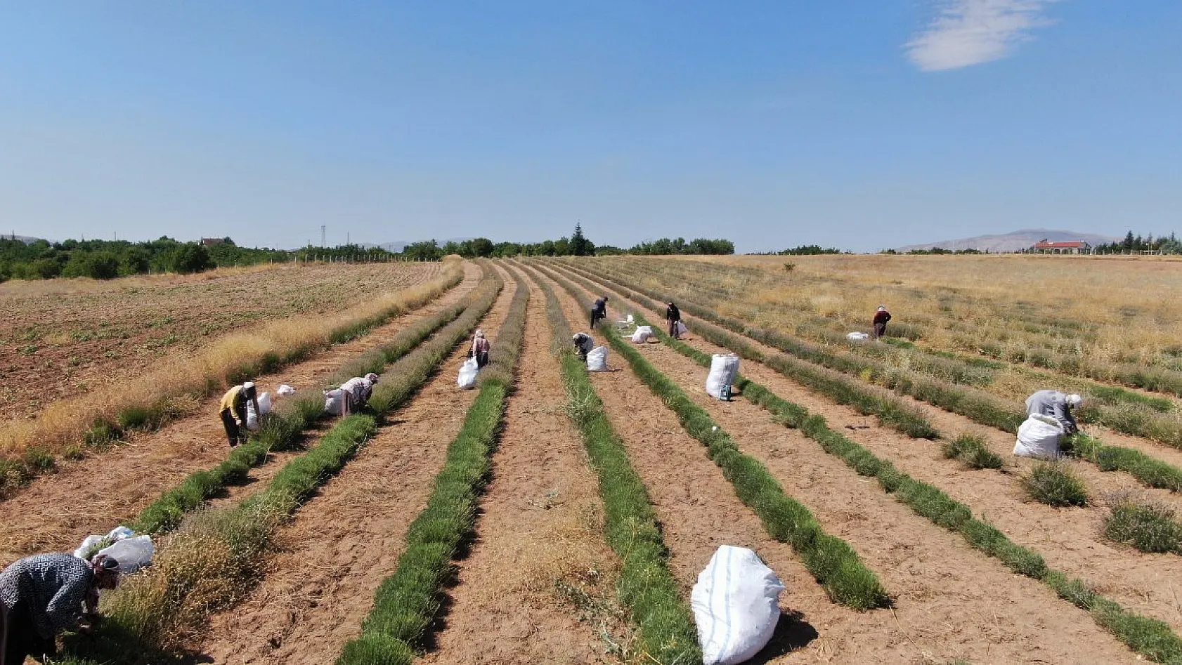 Gelin ve görümce'den lavanta yatırımı: Elazığ'da 12 dönümde üçüncü hasat