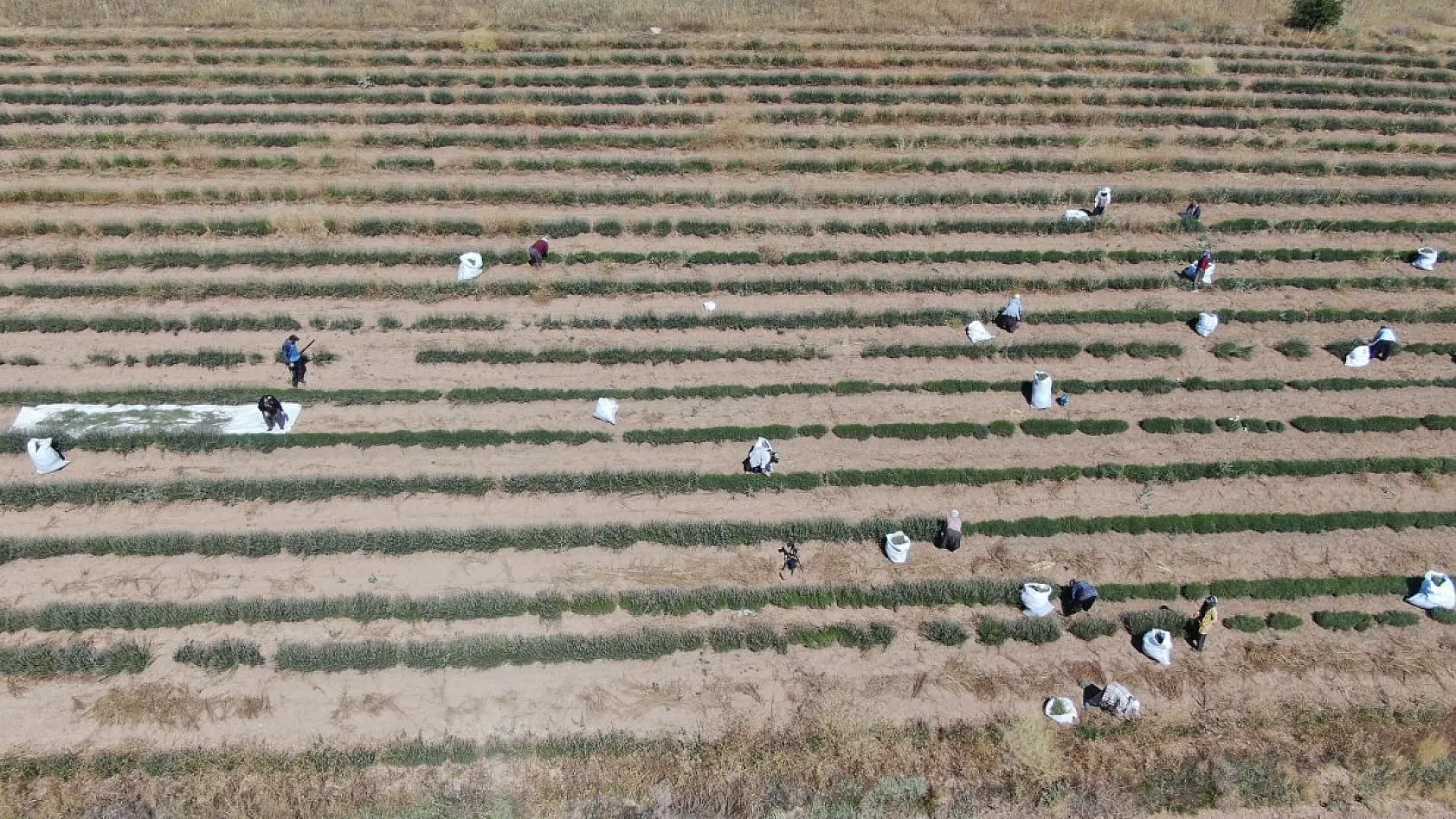 Gelin ve görümce'den lavanta yatırımı: Elazığ'da 12 dönümde üçüncü hasat