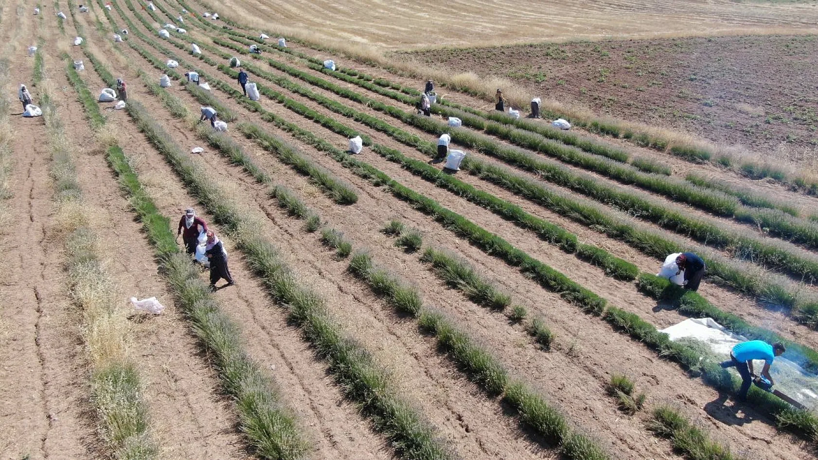 Gelin ve görümce'den lavanta yatırımı: Elazığ'da 12 dönümde üçüncü hasat