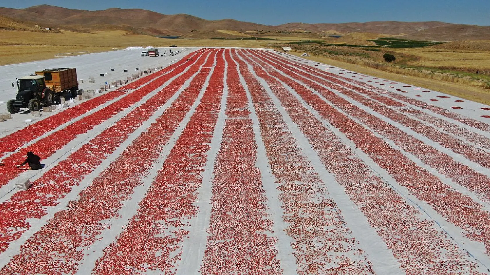 Elazığ'da domates hasadı başladı: 600 işçi ile 20 bin ton rekolte hedefi!