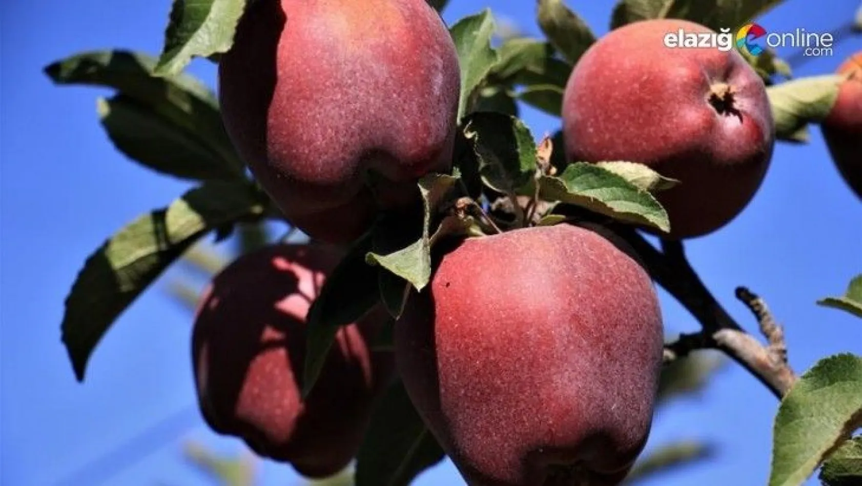 Bir çok tarım ürünü ile ön plana çıkan Elazığ'da, kırmızı elmanın hasadı başladı